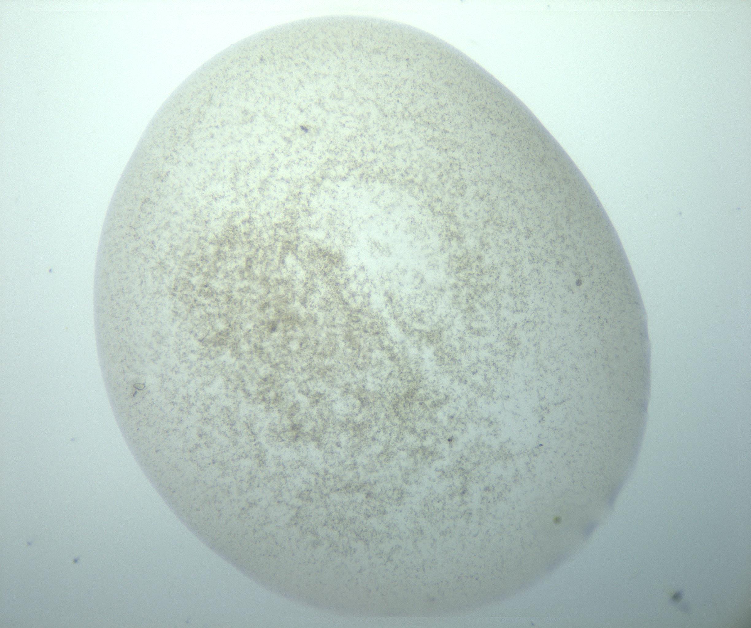 RI01_03_000_0212_Proj1_Clon1_MC_0000MC103195_010_170126_09_03_02_00_99_002_001_RAI.jpg