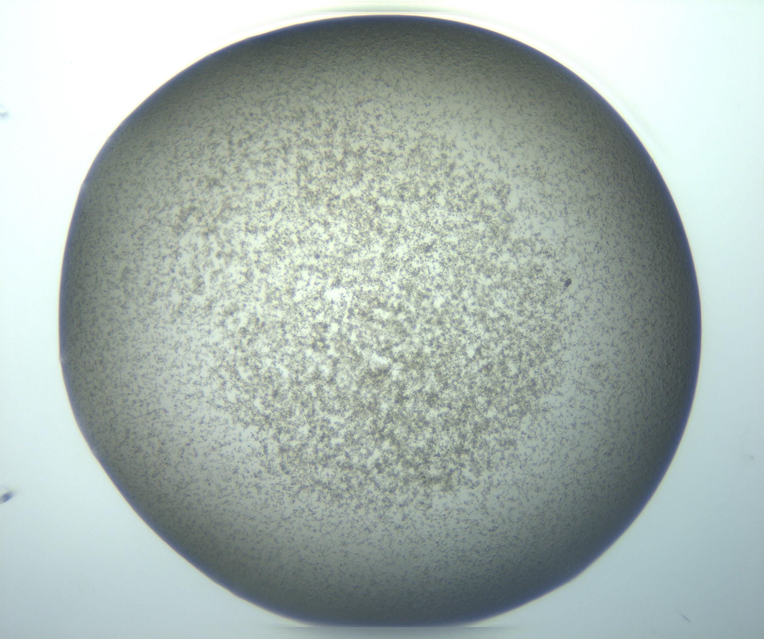RI01_03_000_0212_Proj1_Clon1_MC_0000MC103195_010_170126_11_04_01_00_99_002_001_RAI.jpg