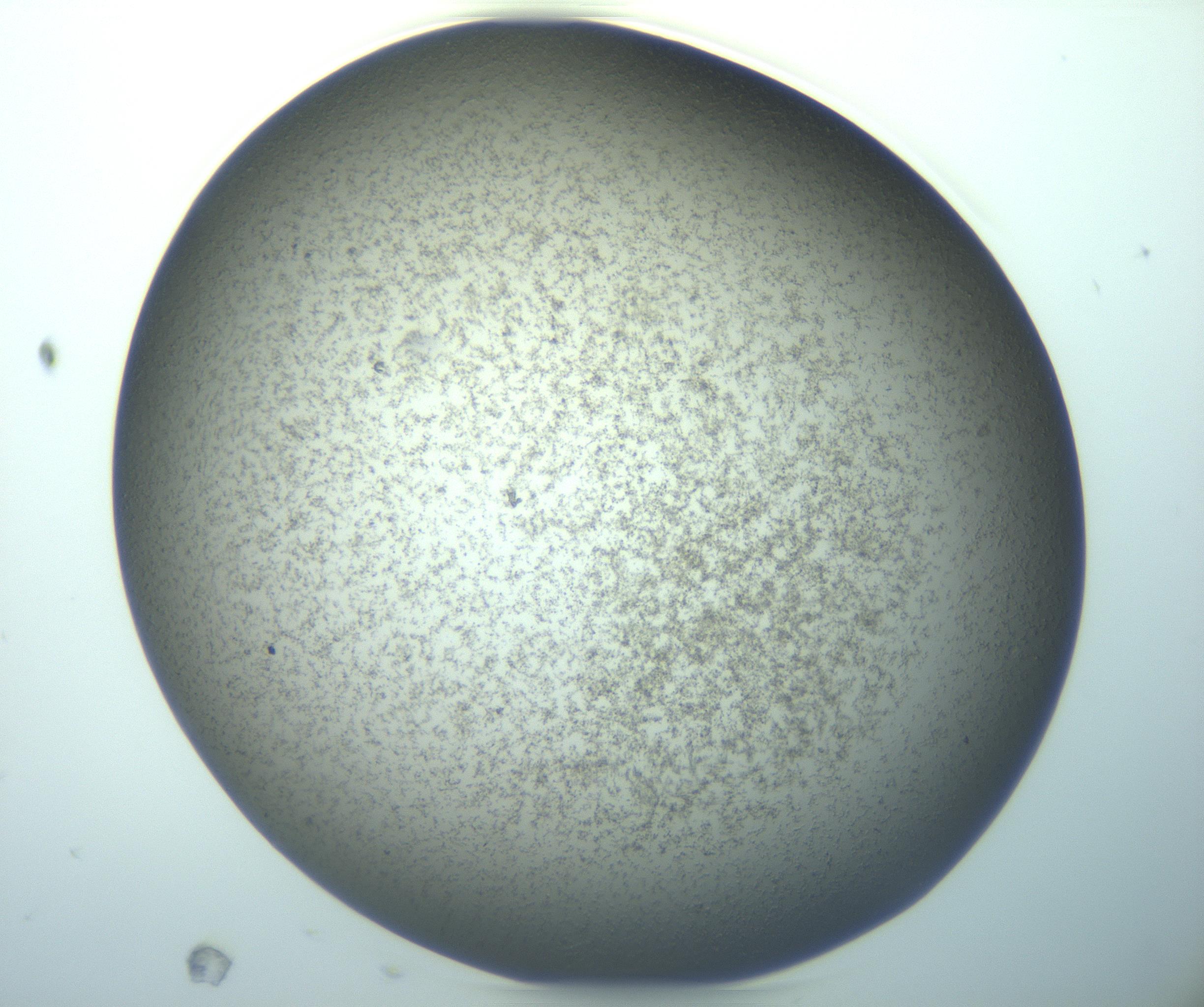 RI01_03_000_0212_Proj1_Clon1_MC_0000MC103195_010_170126_11_04_02_00_99_002_001_RAI.jpg