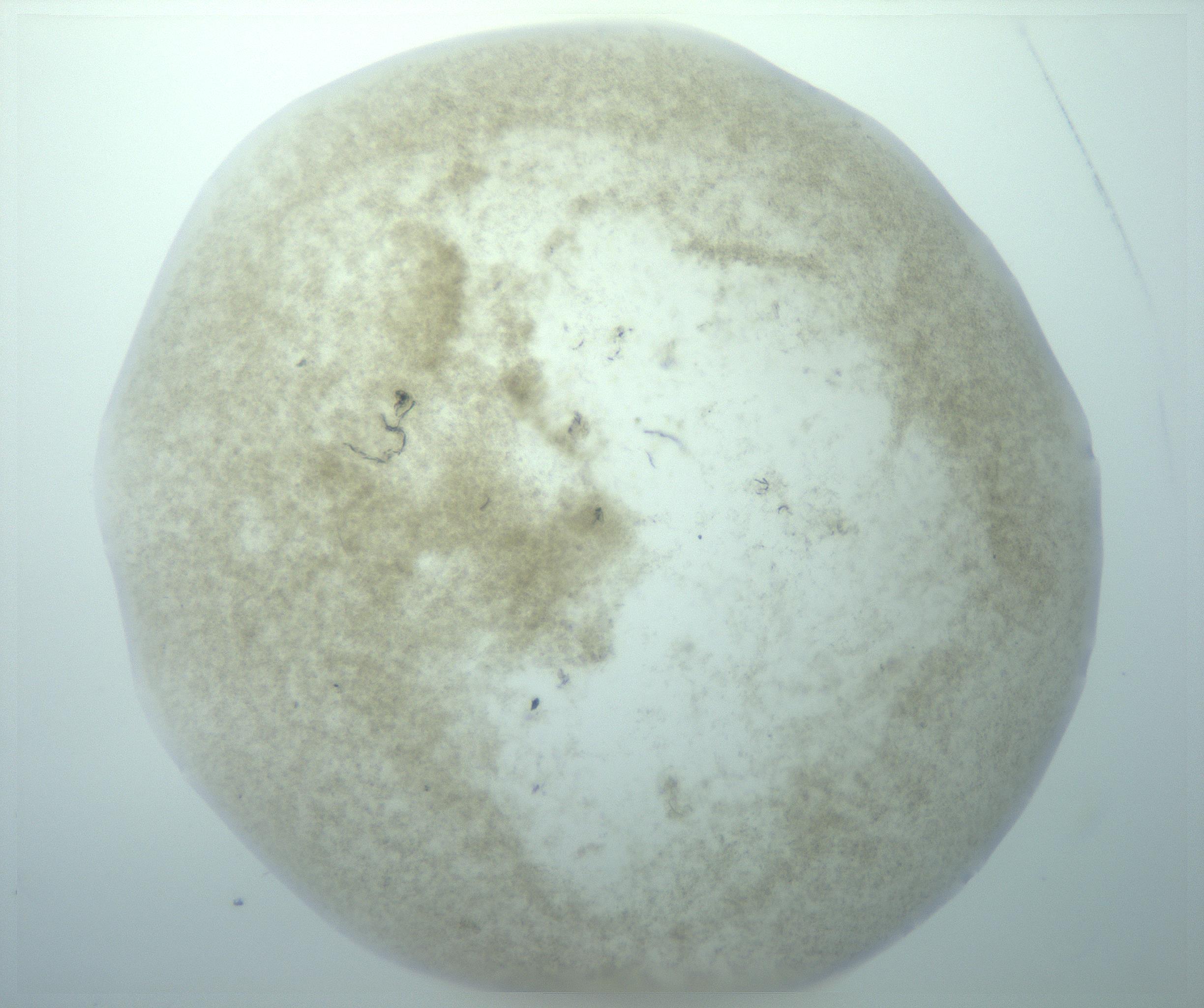RI01_03_000_0212_Proj1_Clon1_MC_0000MC103195_010_170126_12_03_01_00_99_002_001_RAI.jpg