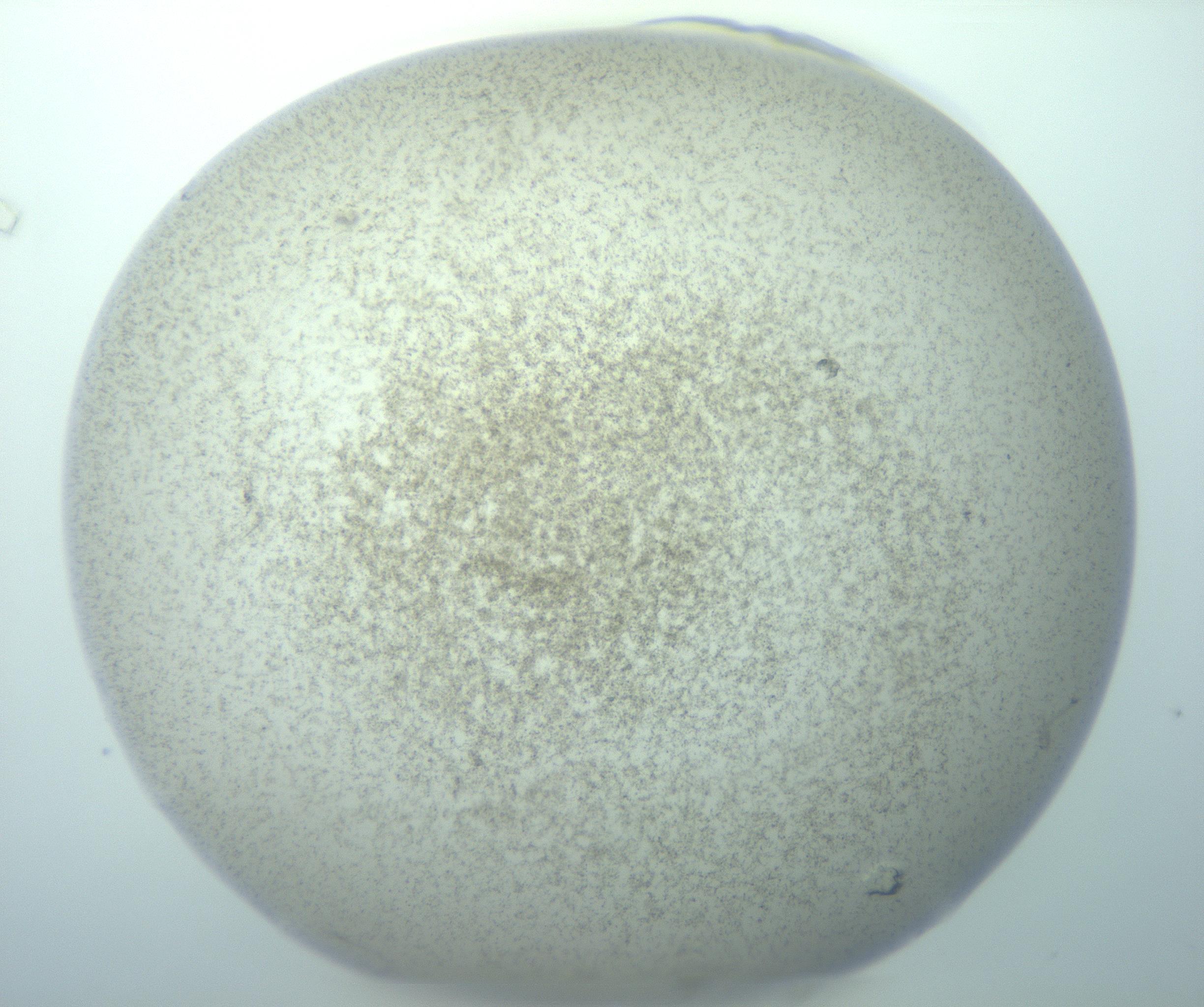 RI01_03_000_0212_Proj1_Clon1_MC_0000MC103195_010_170126_12_04_01_00_99_002_001_RAI.jpg