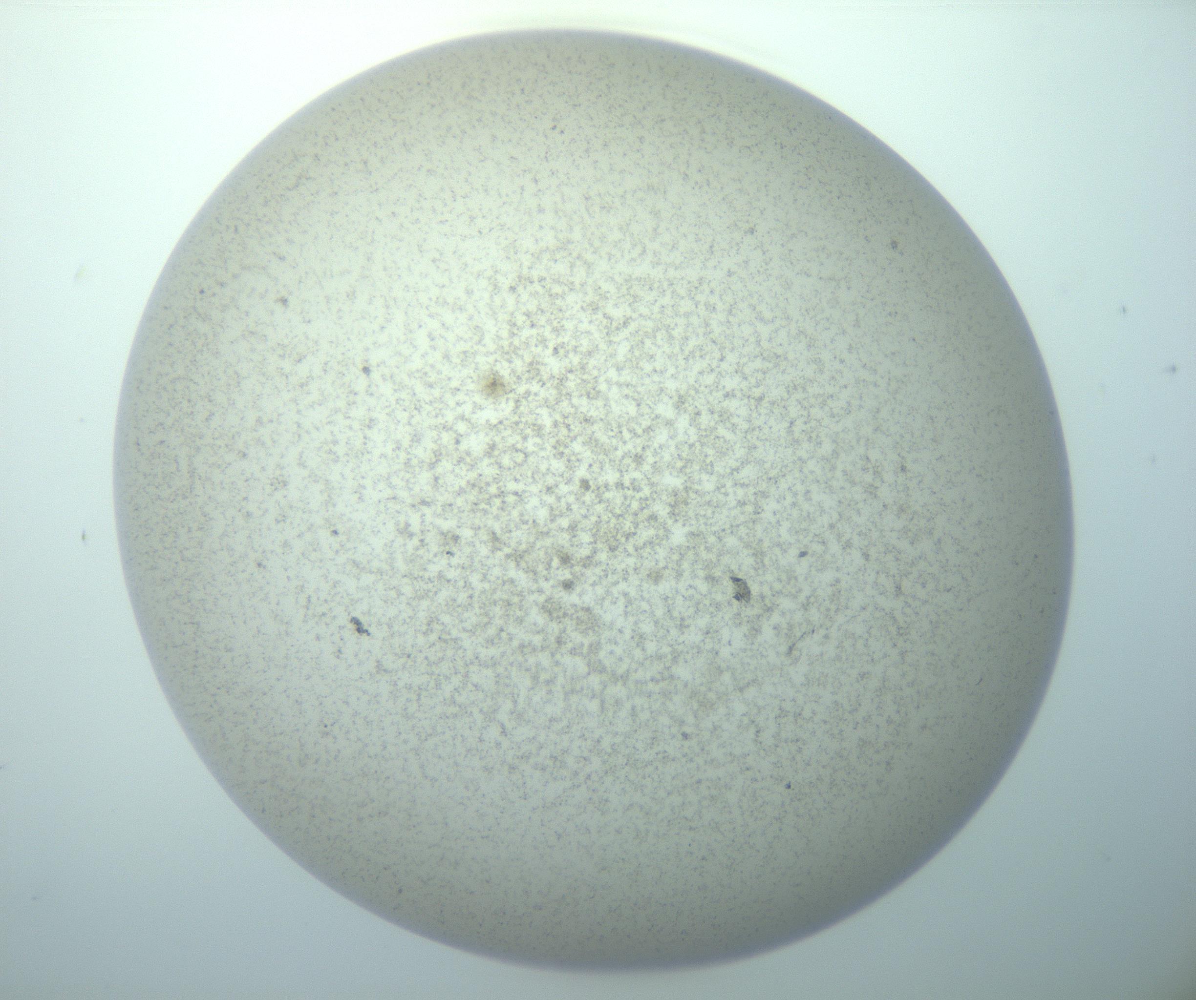 RI01_03_000_0212_Proj1_Clon1_MC_0000MC103195_010_170126_12_04_02_00_99_002_001_RAI.jpg