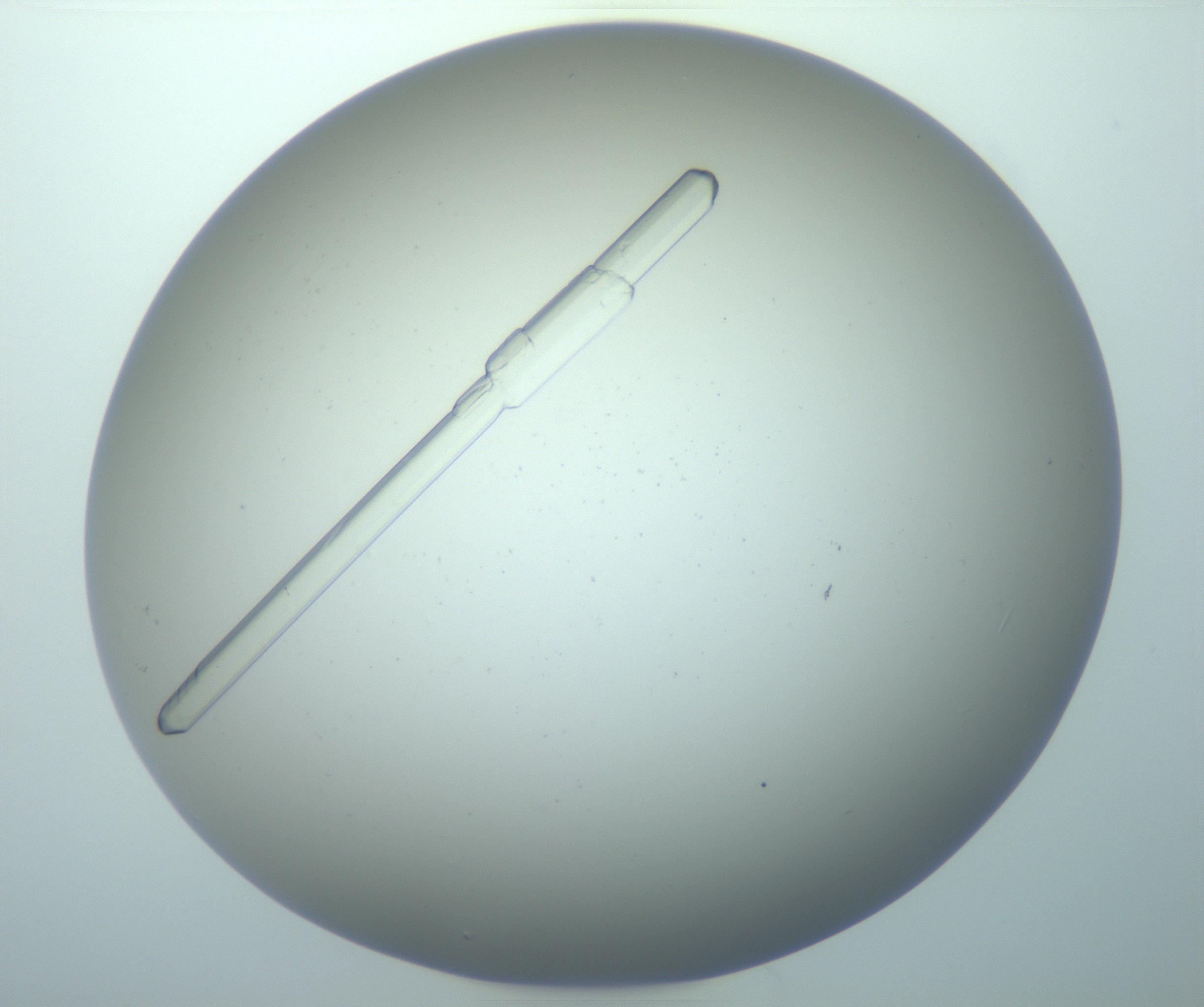 RI01_03_000_0212_Proj1_Clon1_MC_0000MC103196_005_161229_12_01_01_00_99_002_001_RAI.jpg