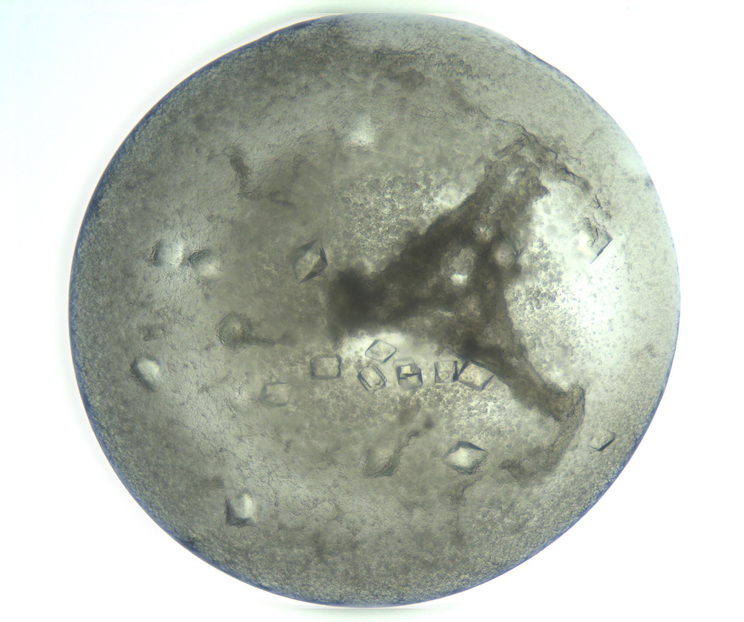 RI01_03_000_0212_Proj1_Clon1_MC_0000MC103202_008_170127_01_07_01_00_99_002_001_RAI.jpg