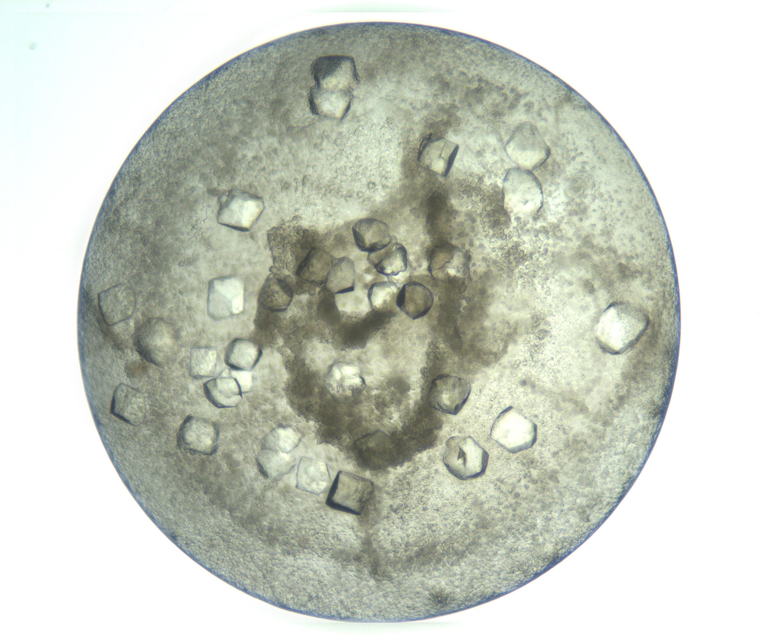 RI01_03_000_0212_Proj1_Clon1_MC_0000MC103202_008_170127_01_07_02_00_99_002_001_RAI.jpg
