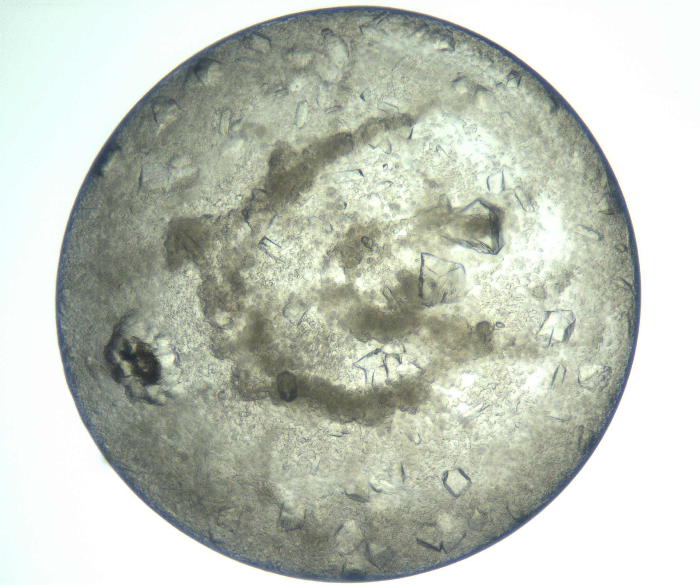 RI01_03_000_0212_Proj1_Clon1_MC_0000MC103202_008_170127_02_07_02_00_99_002_001_RAI.jpg