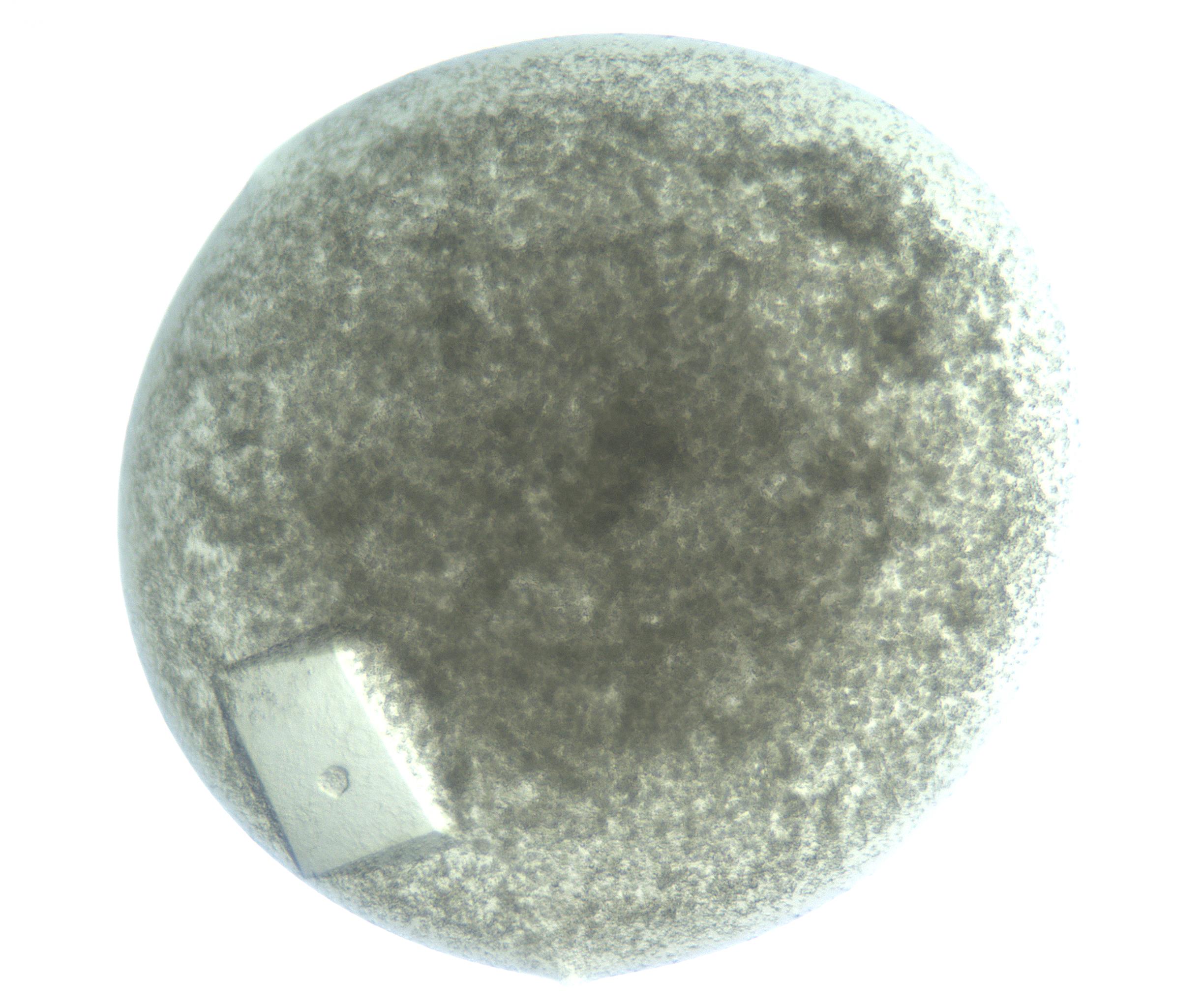 RI01_03_000_0212_Proj1_Clon1_MC_0000MC103202_008_170127_04_05_02_00_99_002_001_RAI.jpg
