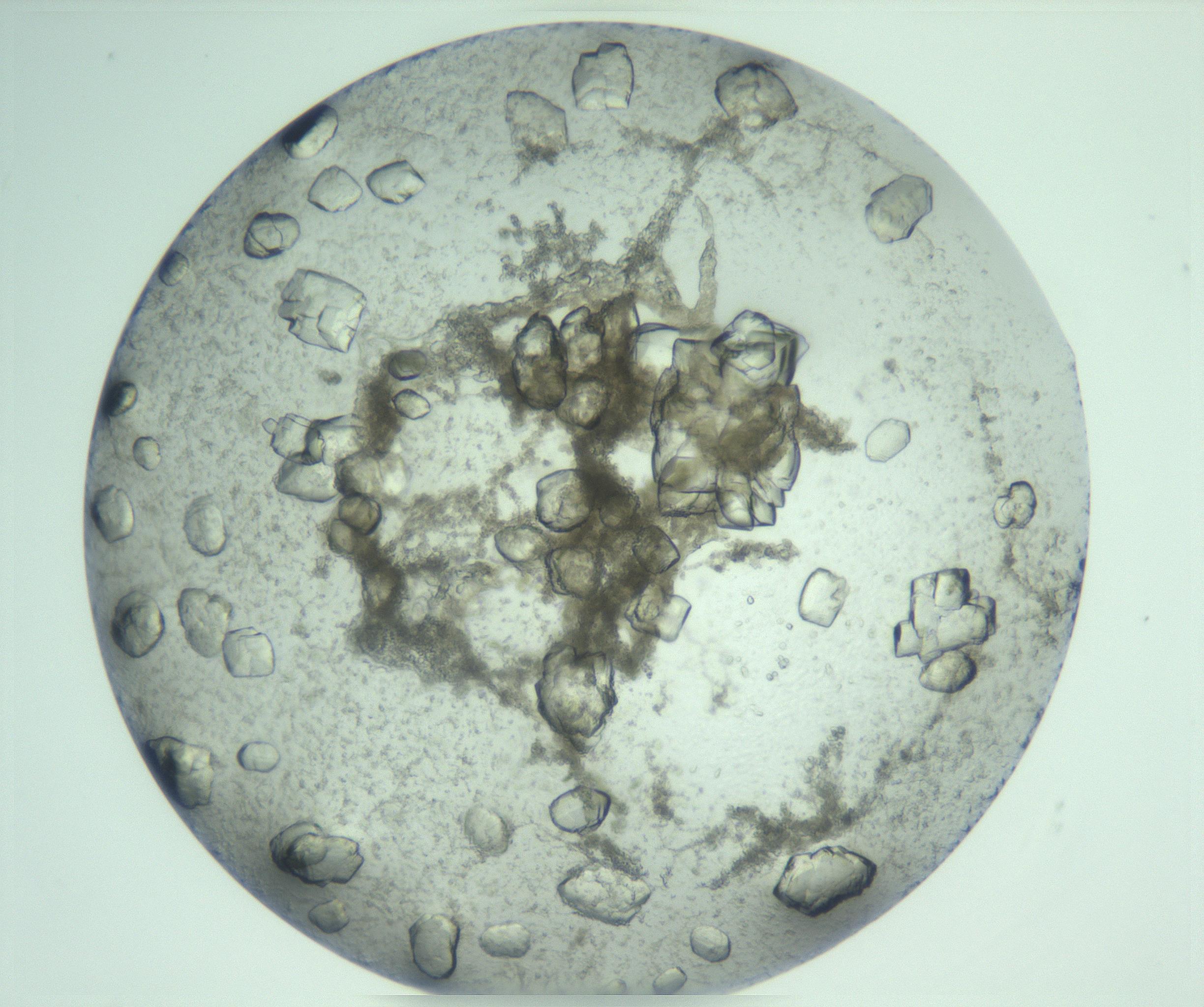 RI01_03_000_0212_Proj1_Clon1_MC_0000MC103202_010_170210_08_03_02_00_99_002_001_RAI.jpg