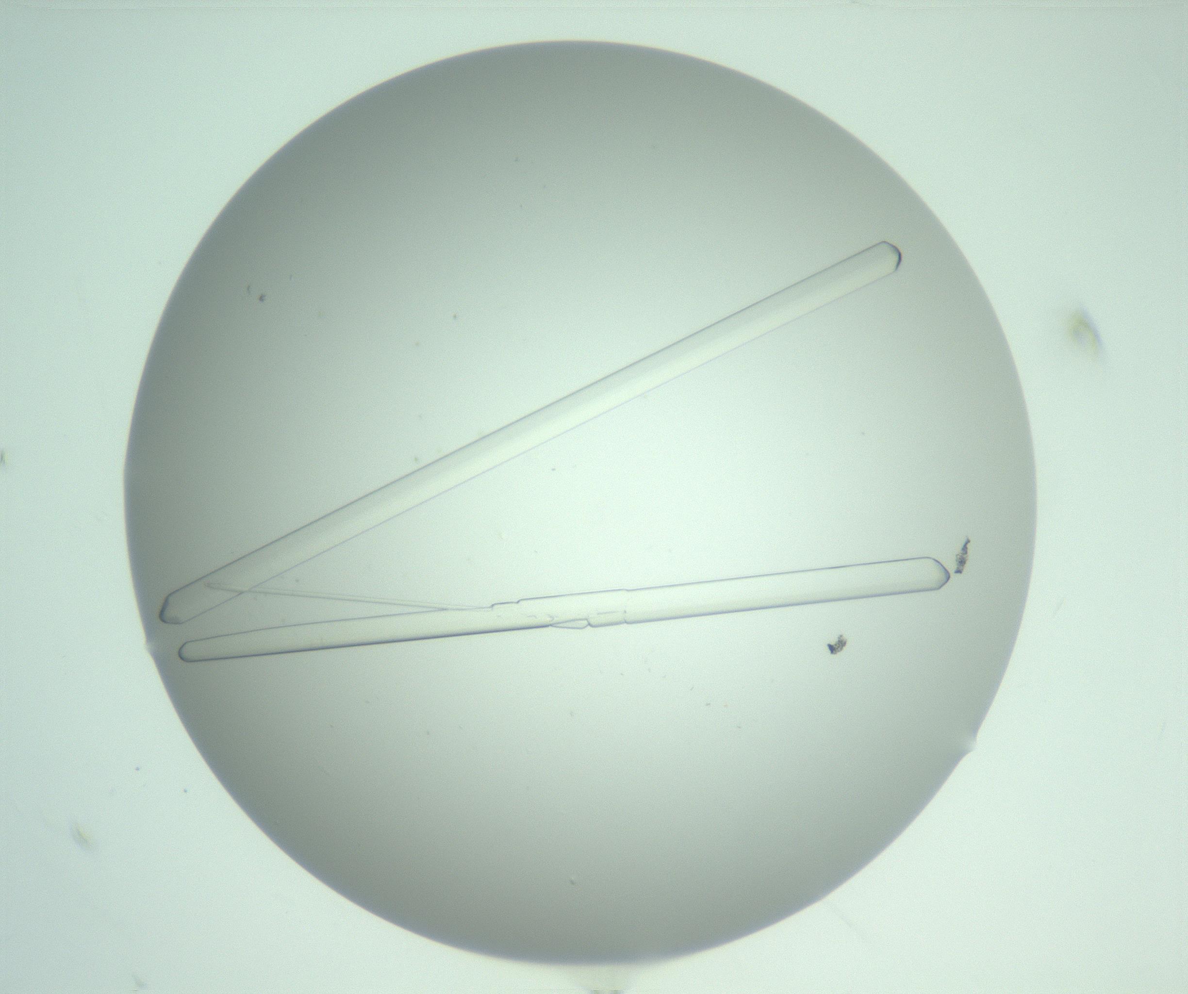 RI01_03_000_0212_Proj1_Clon1_MC_0000MC103205_010_170214_12_01_01_00_99_002_001_RAI.jpg