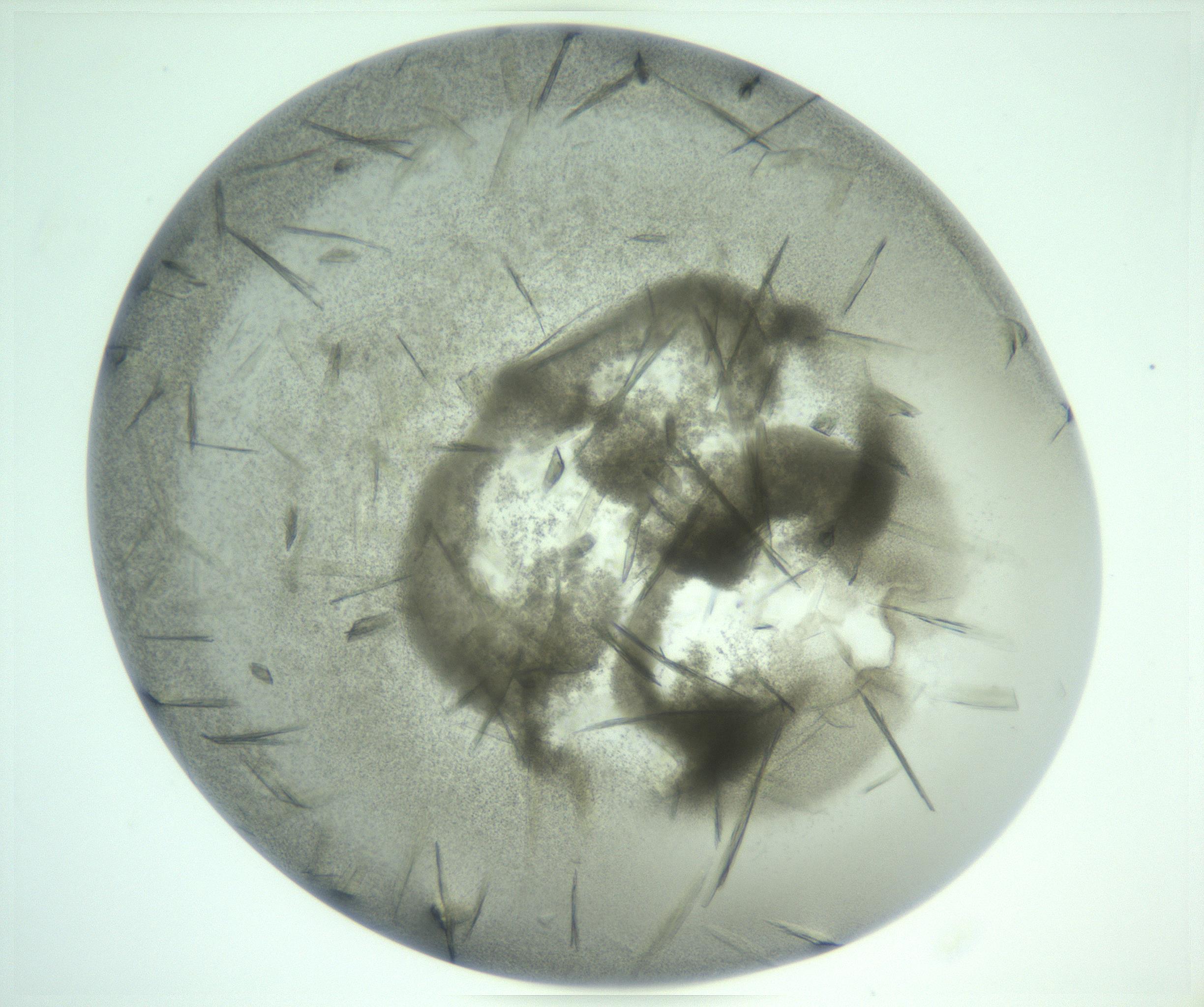 RI01_03_000_0212_Proj1_Clon1_MC_0000MC103211_006_170123_02_02_01_00_99_002_001_RAI.jpg