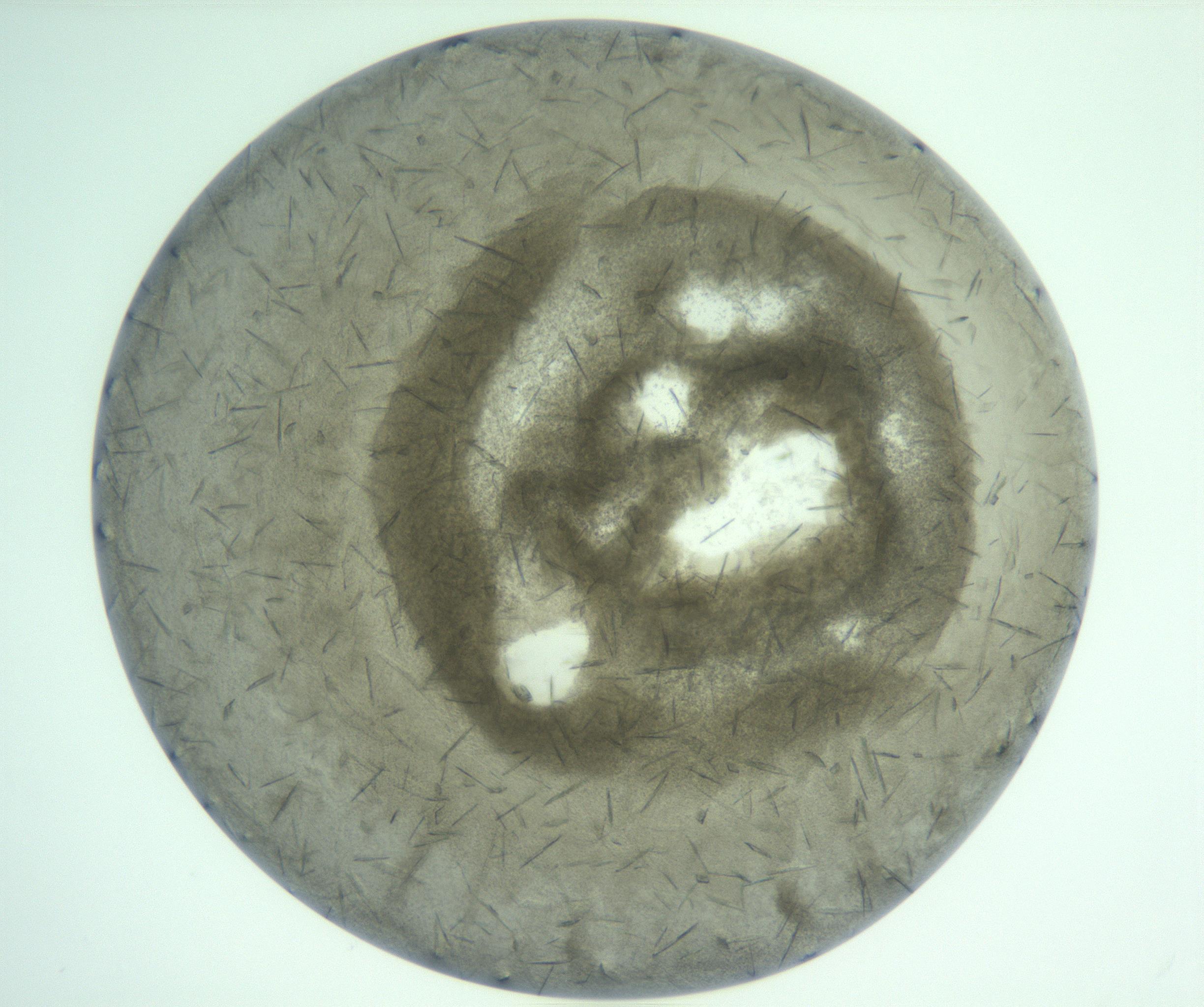 RI01_03_000_0212_Proj1_Clon1_MC_0000MC103211_006_170123_05_02_01_00_99_002_001_RAI.jpg