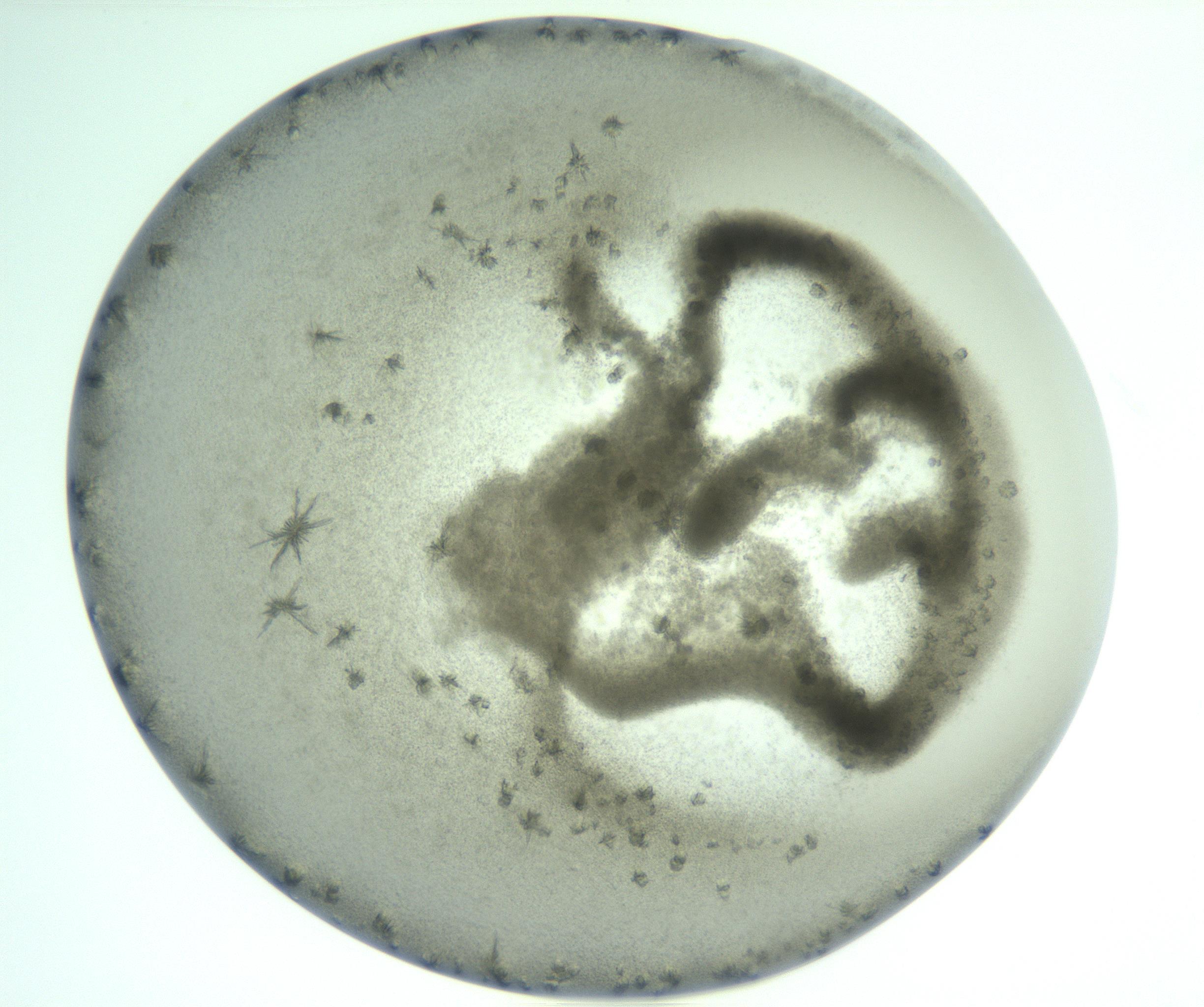 RI01_03_000_0212_Proj1_Clon1_MC_0000MC103211_006_170123_06_02_01_00_99_002_001_RAI.jpg