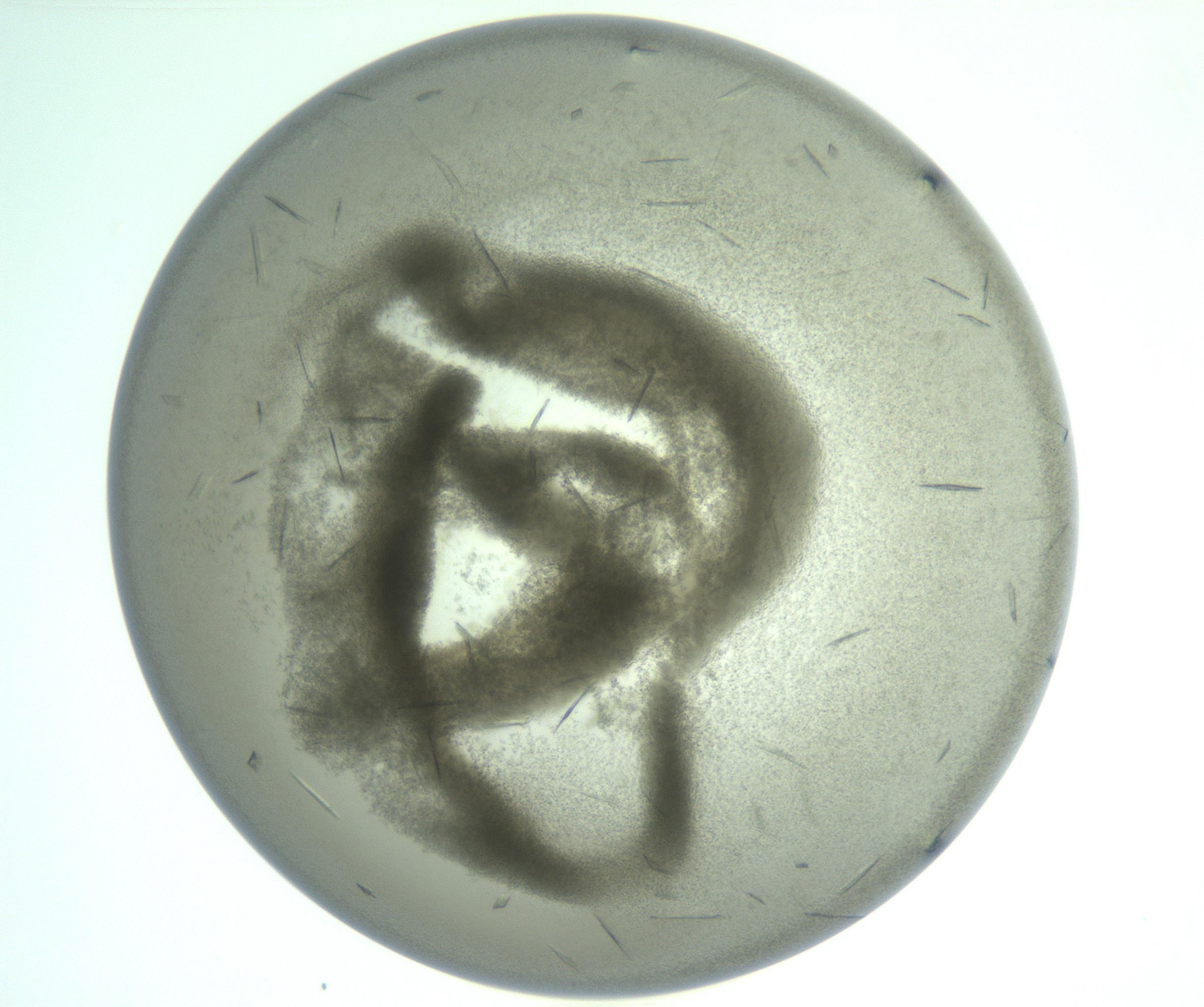 RI01_03_000_0212_Proj1_Clon1_MC_0000MC103211_006_170123_08_02_01_00_99_002_001_RAI.jpg
