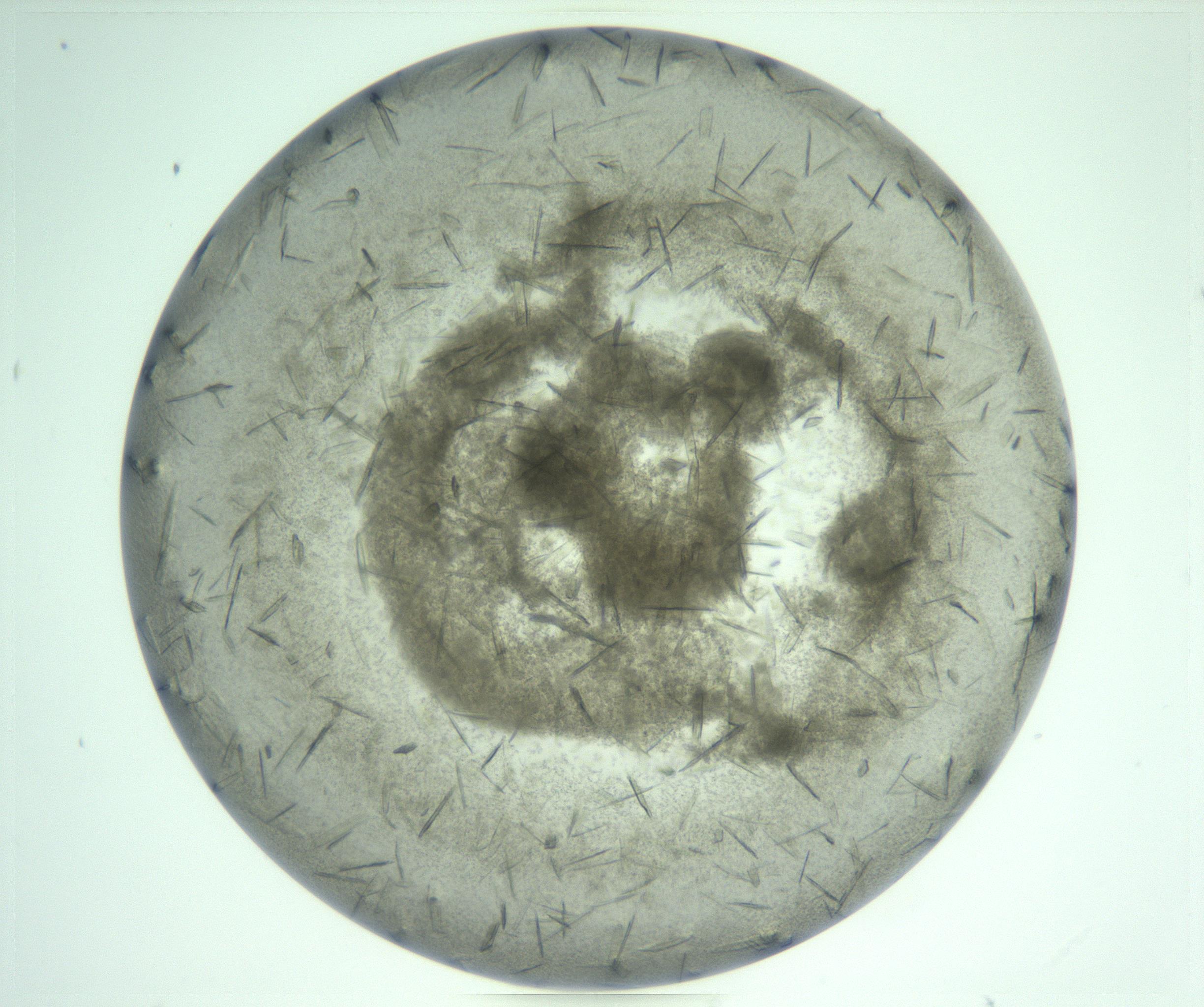 RI01_03_000_0212_Proj1_Clon1_MC_0000MC103211_006_170123_11_02_01_00_99_002_001_RAI.jpg