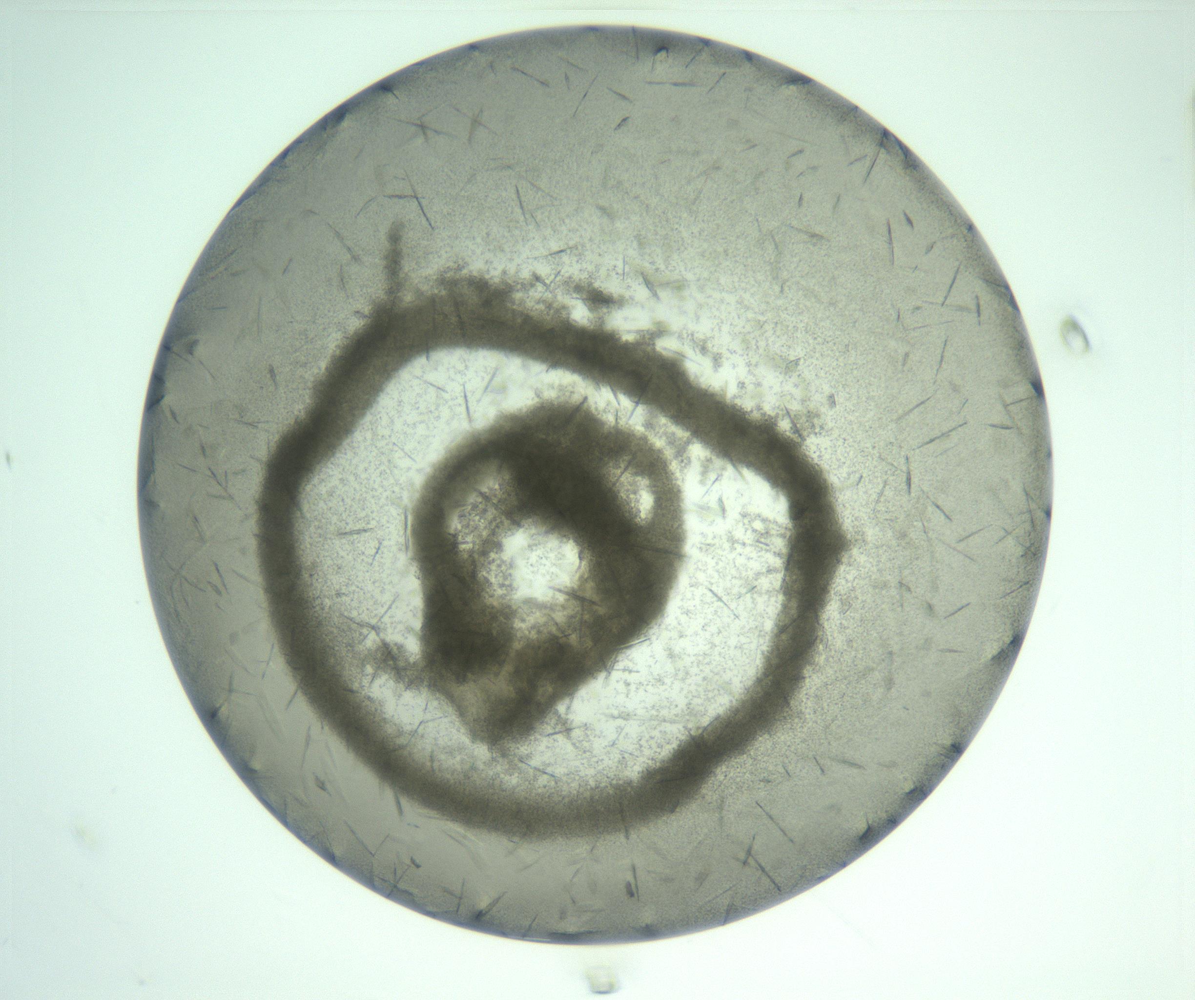 RI01_03_000_0212_Proj1_Clon1_MC_0000MC103211_006_170123_12_01_01_00_99_002_001_RAI.jpg