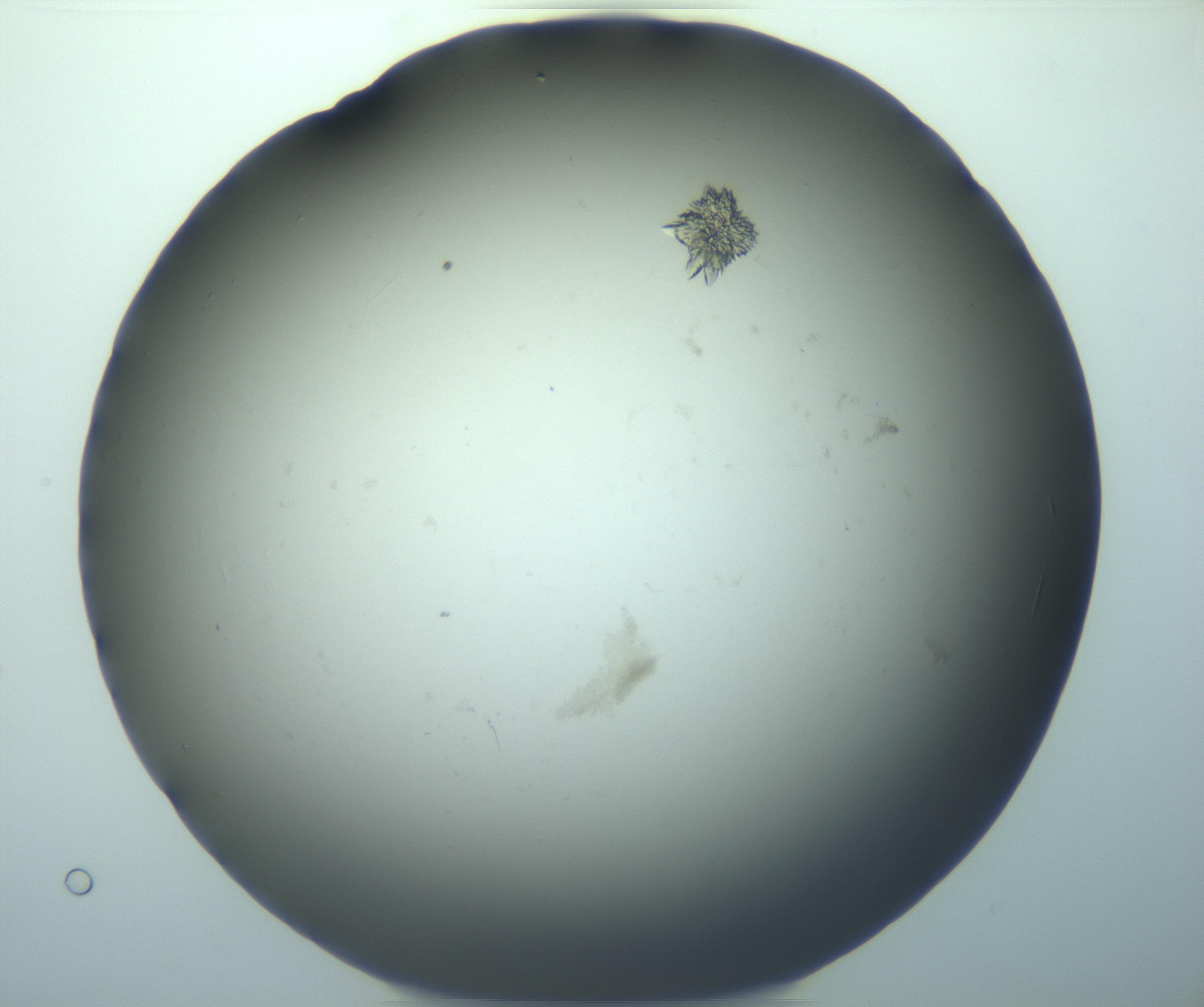 RI01_03_000_0212_Proj1_Clon1_MC_0000MC103219_004_170129_03_05_02_00_99_002_001_RAI.jpg