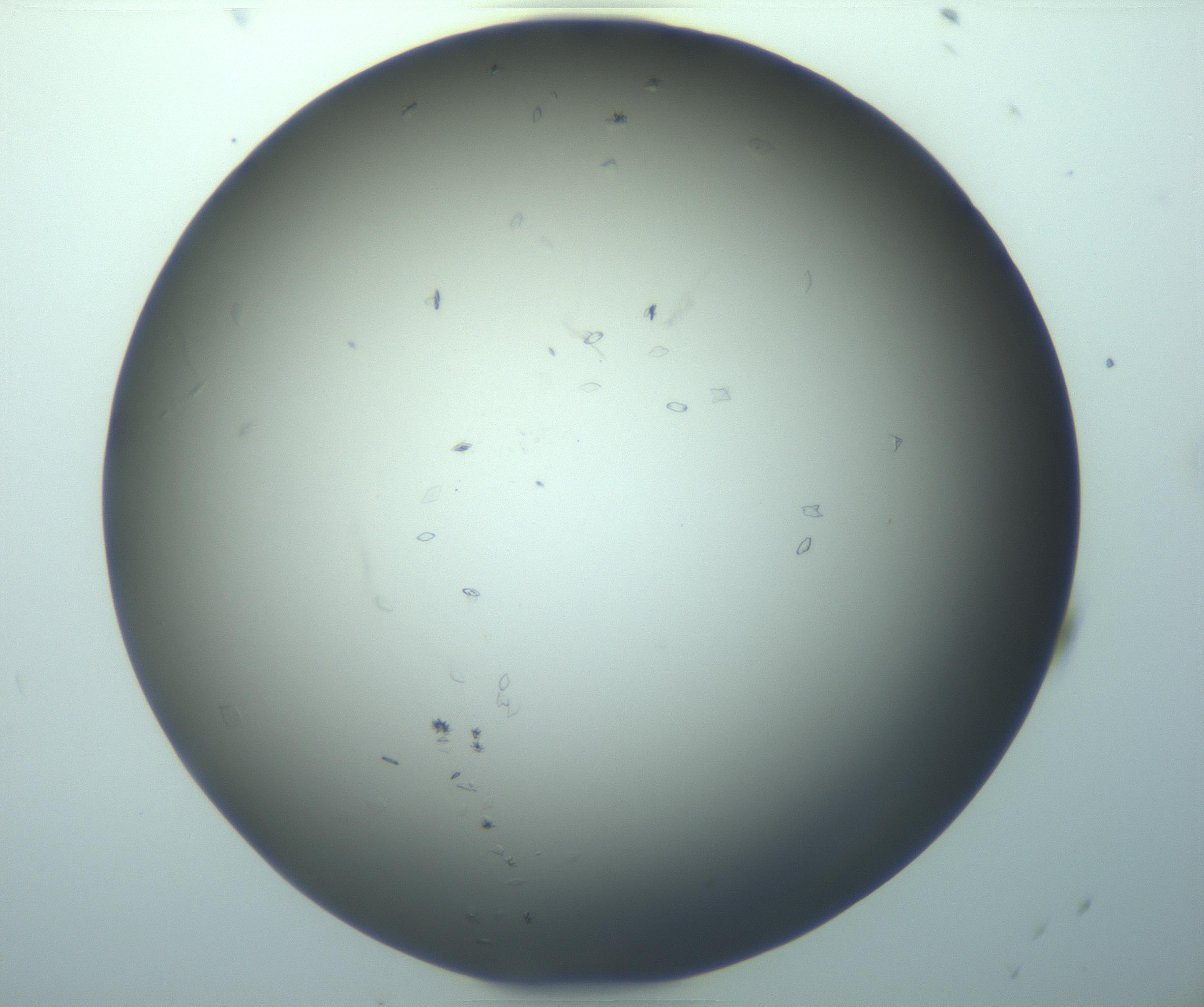 RI01_03_000_0212_Proj1_Clon1_MC_0000MC103219_004_170129_08_03_01_00_99_002_001_RAI.jpg