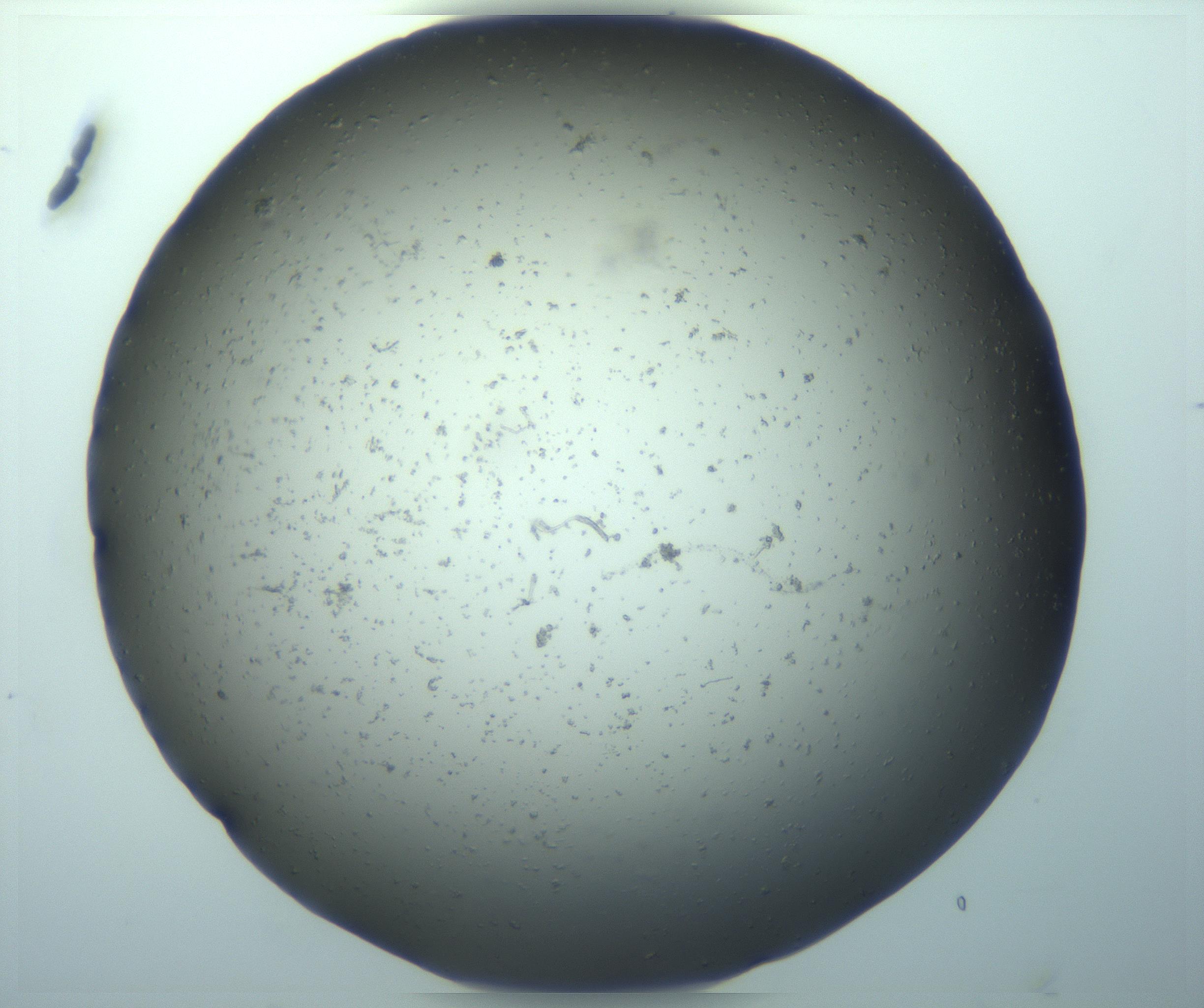 RI01_03_000_0212_Proj1_Clon1_MC_0000MC103219_006_170203_07_01_01_00_99_002_001_RAI.jpg