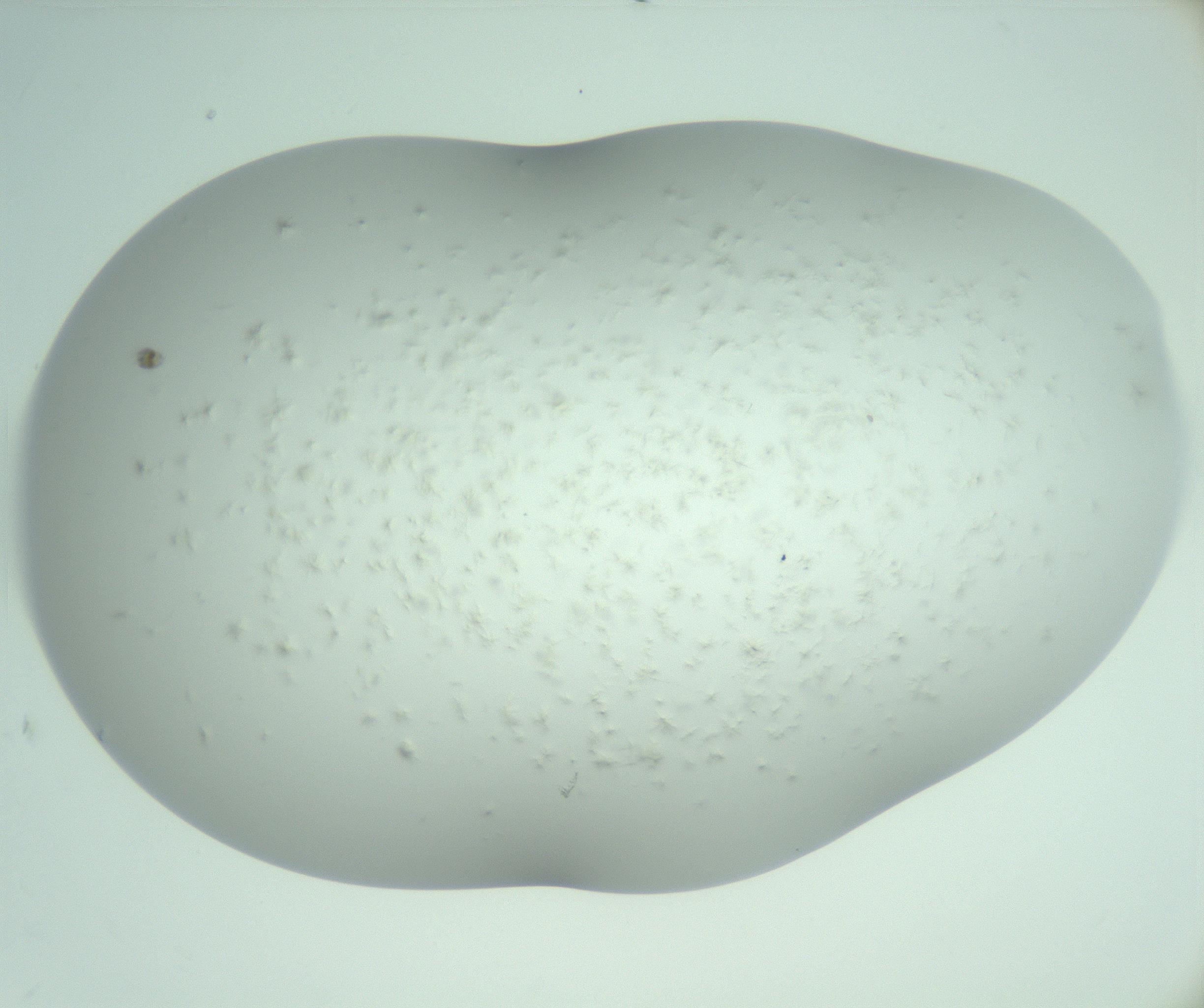 RI01_03_000_0212_Proj1_Clon1_MC_0000MC103220_002_170125_01_07_02_00_99_002_001_RAI.jpg