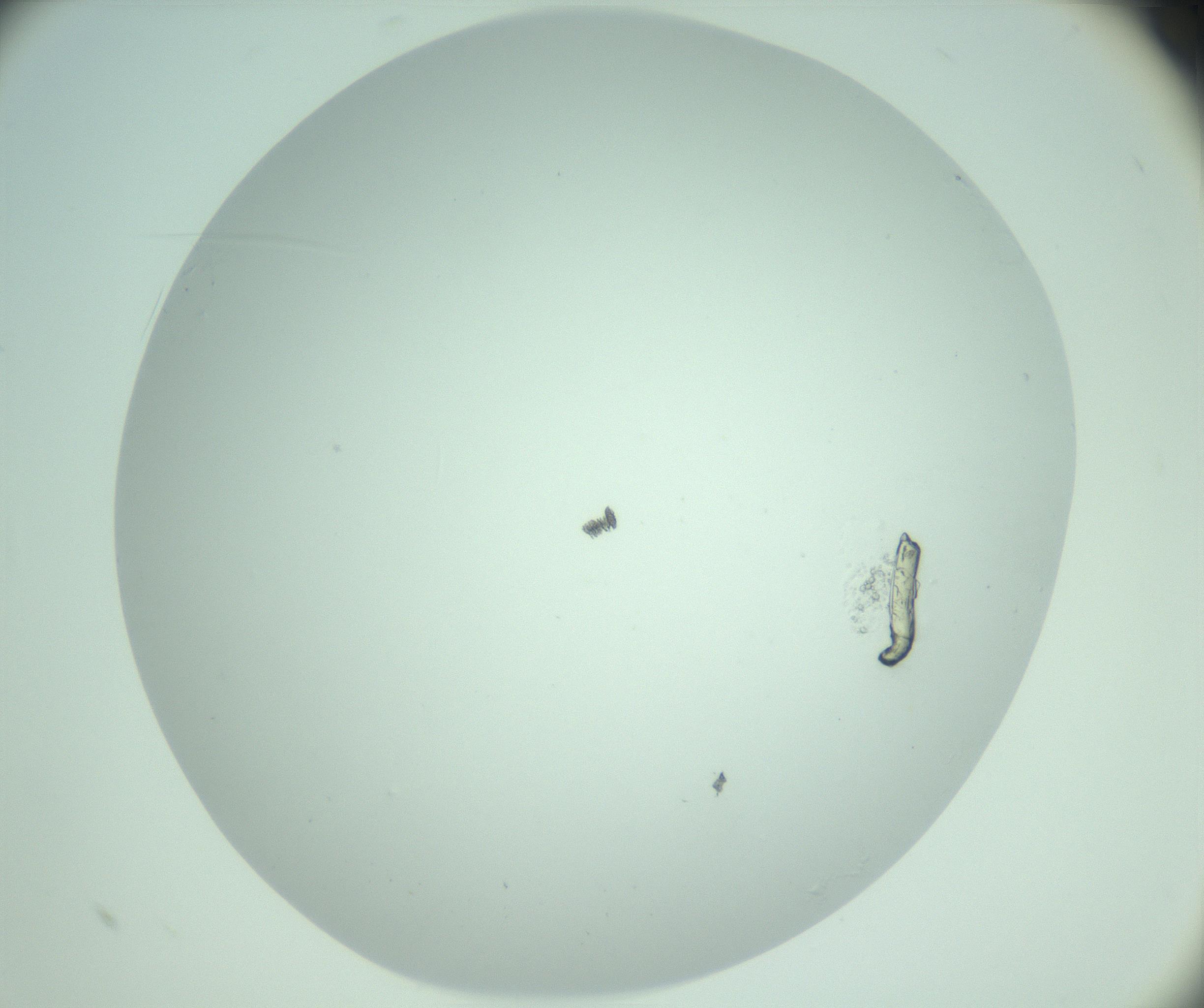 RI01_03_000_0212_Proj1_Clon1_MC_0000MC103220_002_170125_10_07_02_00_99_002_001_RAI.jpg
