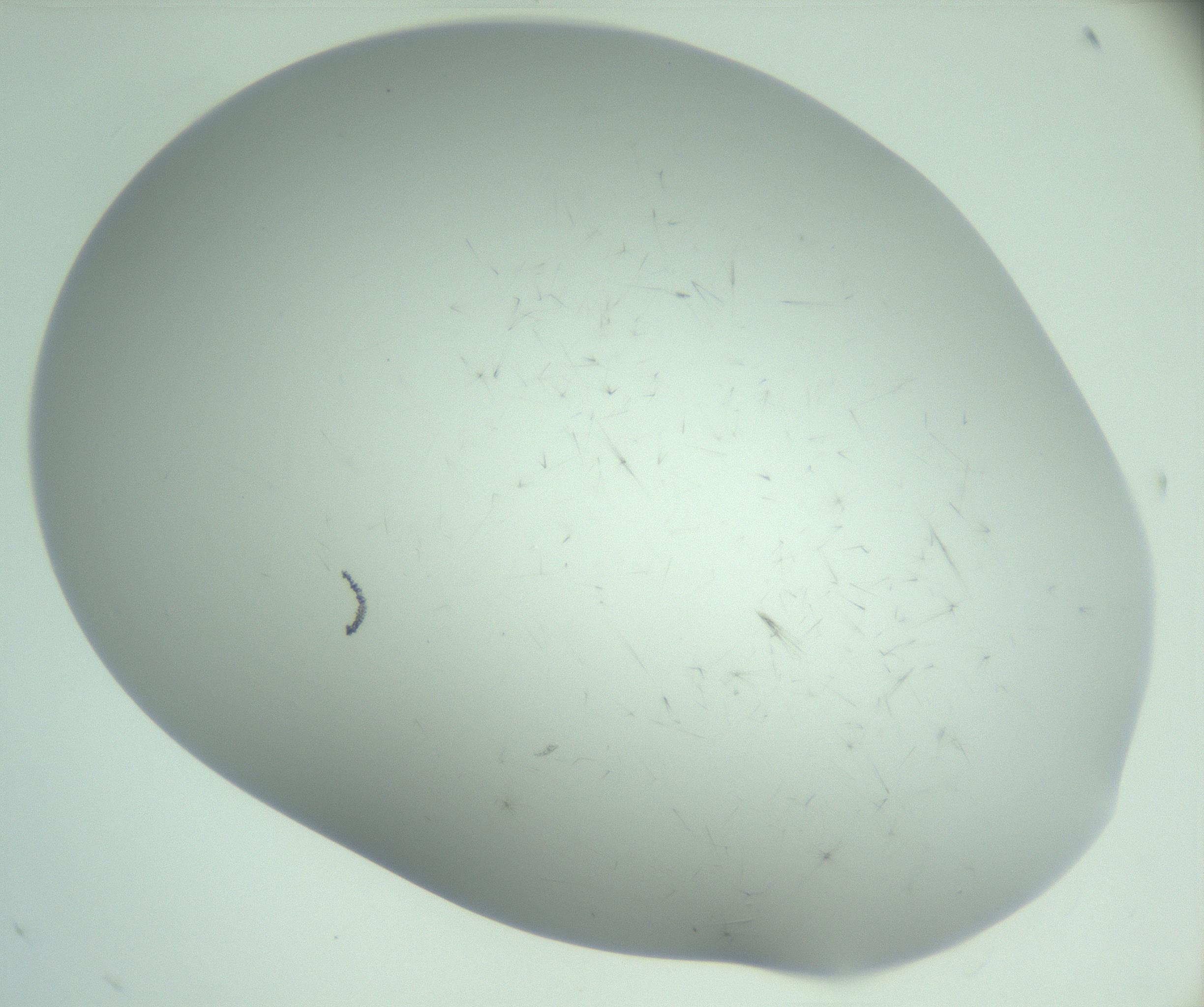 RI01_03_000_0212_Proj1_Clon1_MC_0000MC103220_003_170127_01_04_02_00_99_002_001_RAI.jpg