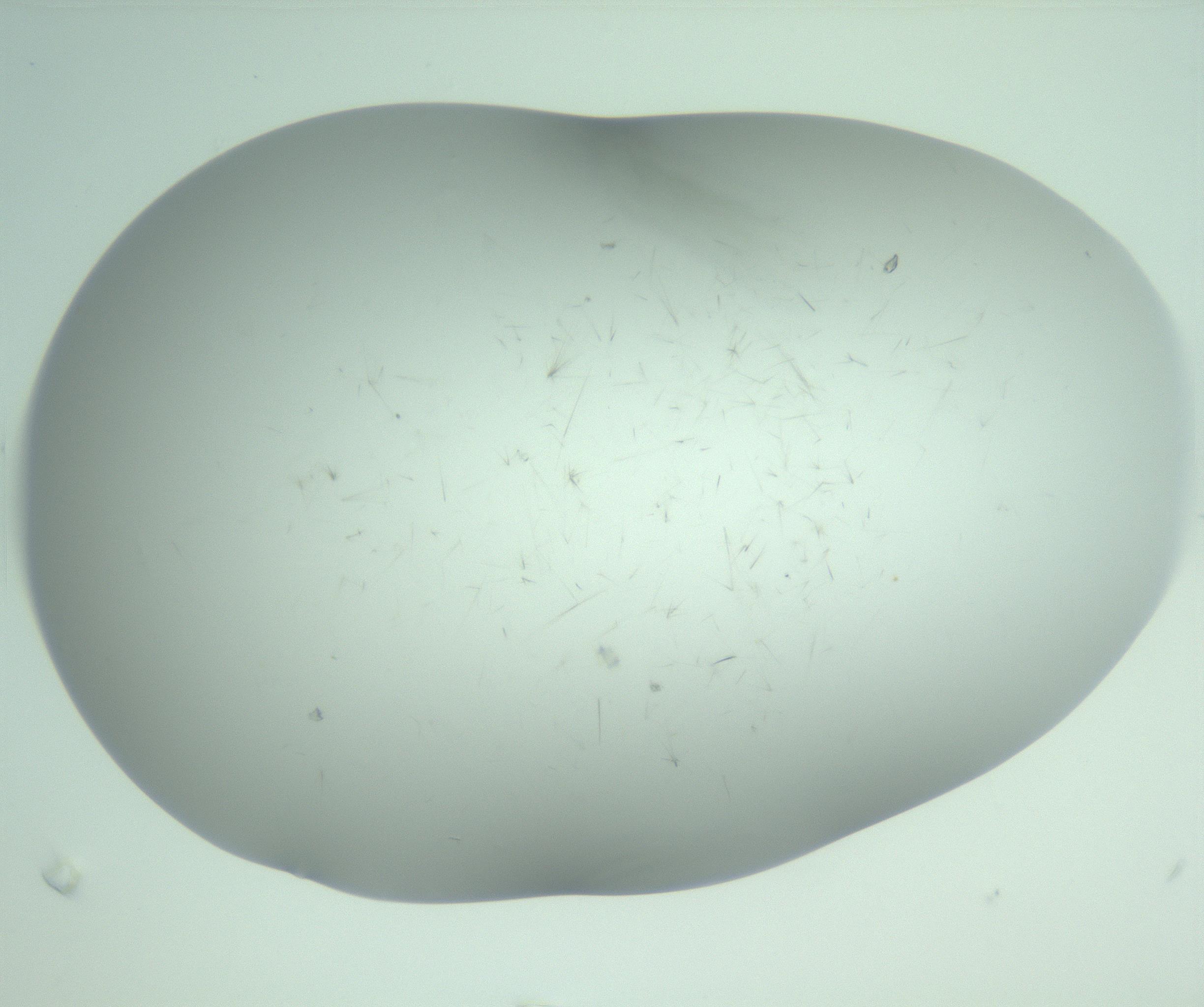 RI01_03_000_0212_Proj1_Clon1_MC_0000MC103220_003_170127_01_08_02_00_99_002_001_RAI.jpg