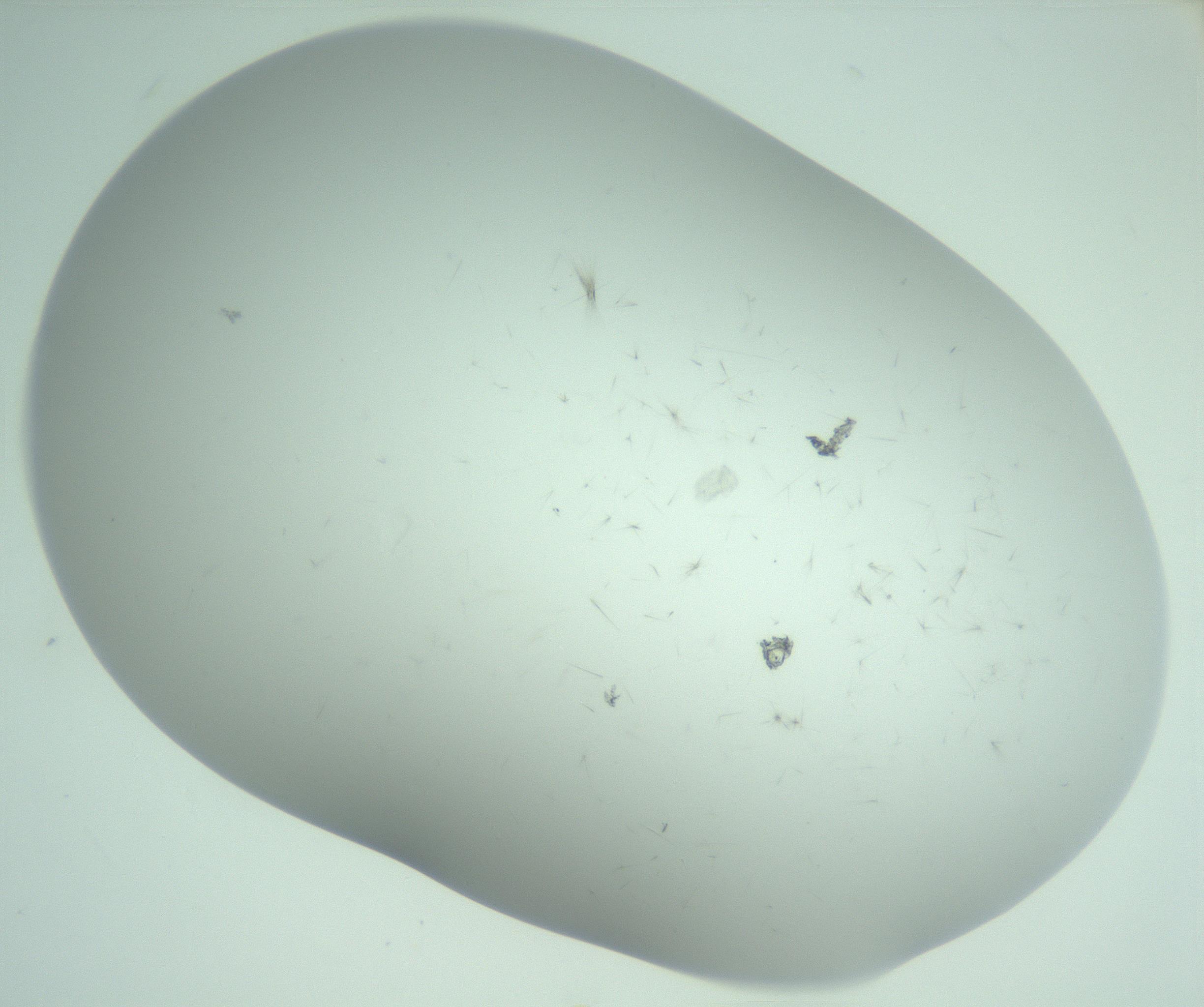 RI01_03_000_0212_Proj1_Clon1_MC_0000MC103220_003_170127_02_06_02_00_99_002_001_RAI.jpg