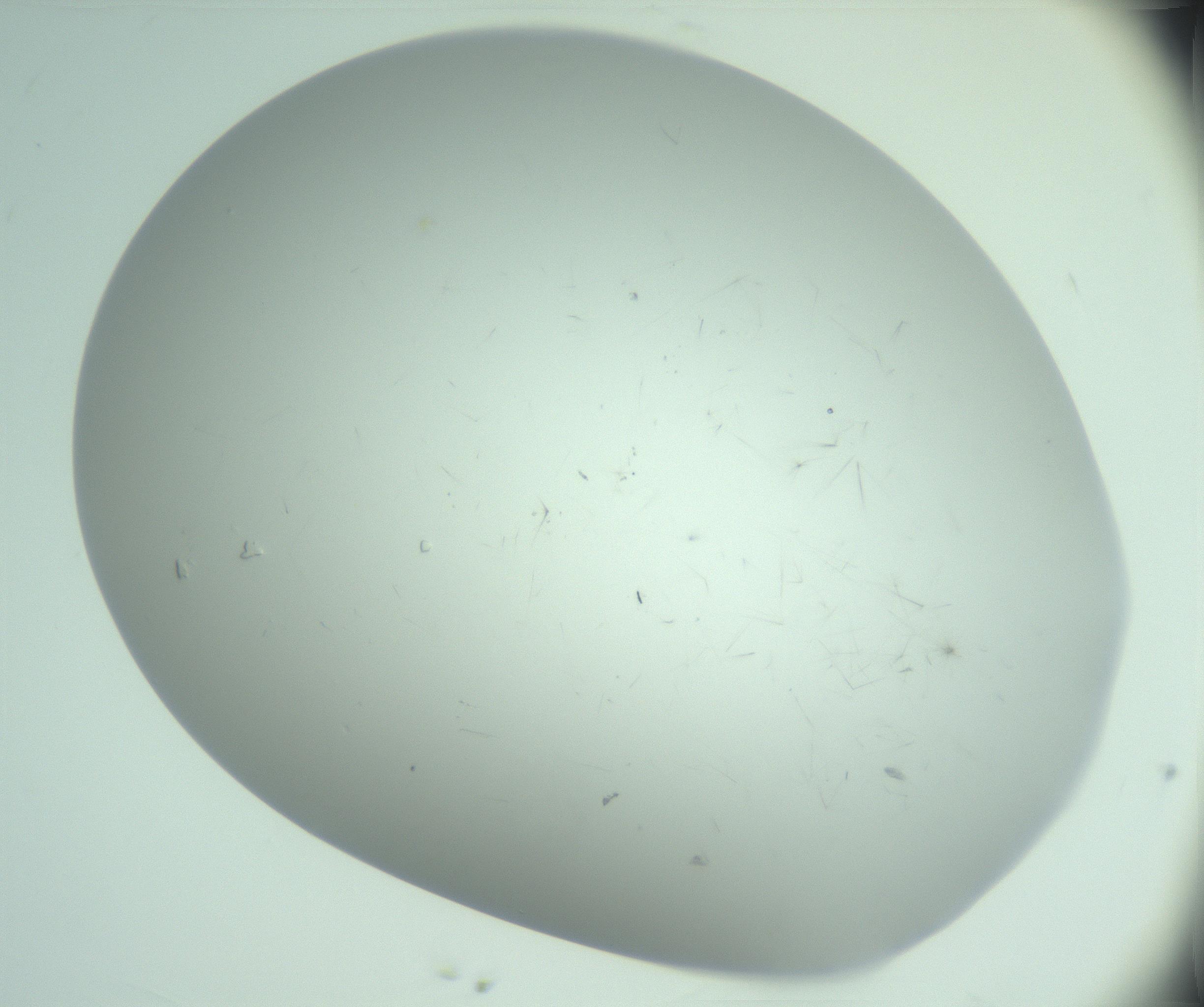 RI01_03_000_0212_Proj1_Clon1_MC_0000MC103220_003_170127_03_04_02_00_99_002_001_RAI.jpg