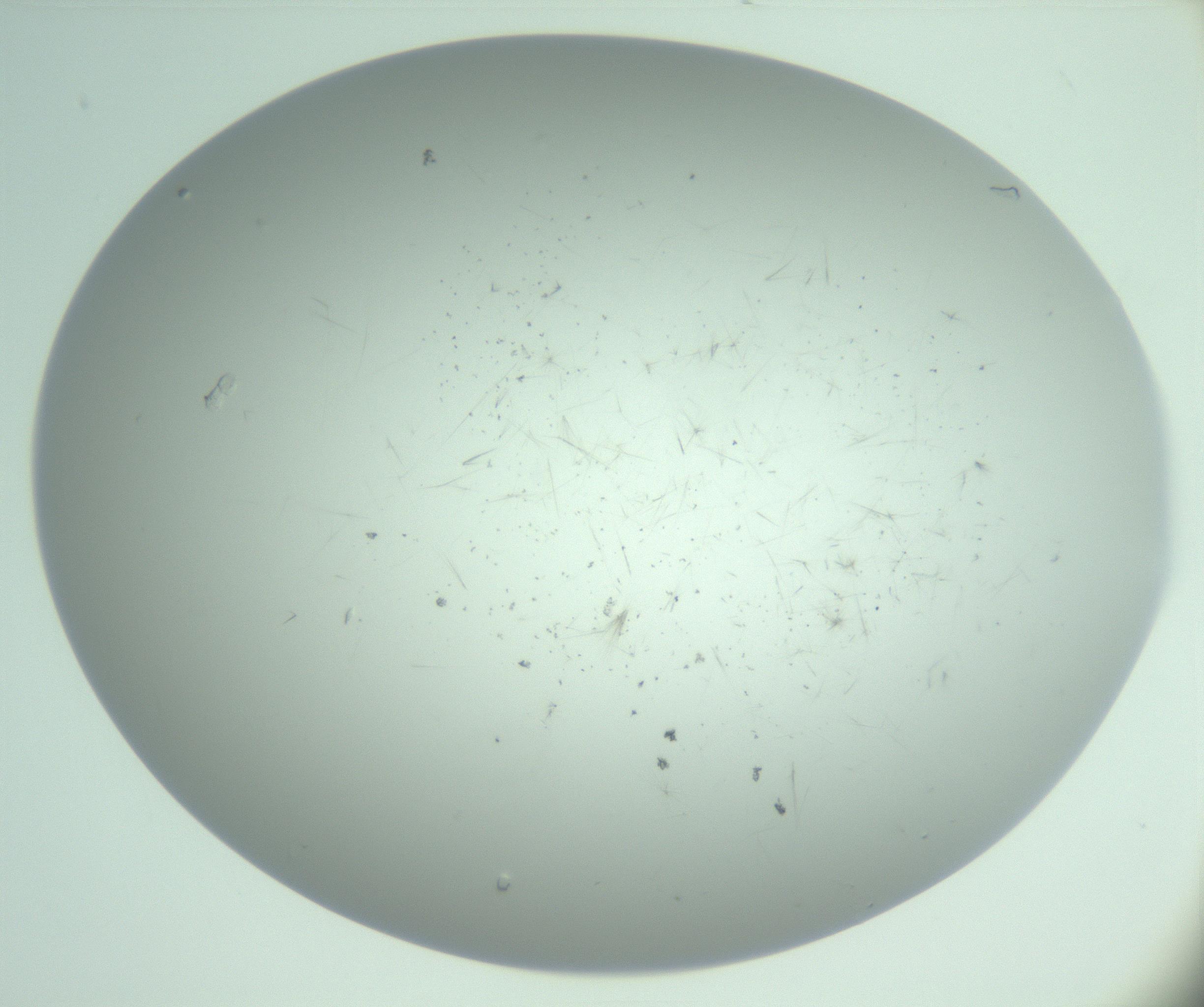 RI01_03_000_0212_Proj1_Clon1_MC_0000MC103220_003_170127_04_02_02_00_99_002_001_RAI.jpg