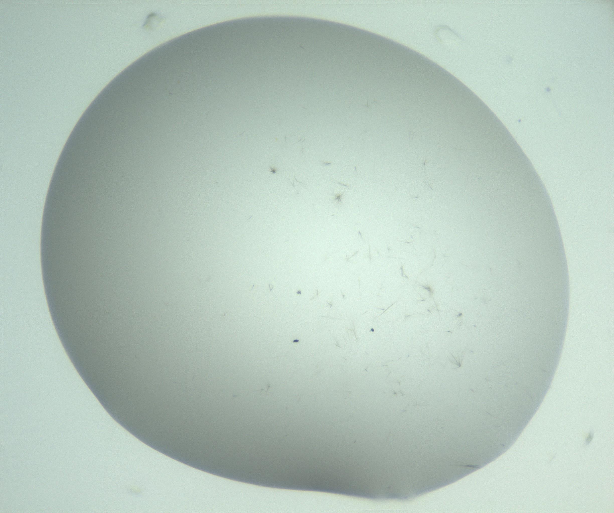 RI01_03_000_0212_Proj1_Clon1_MC_0000MC103220_003_170127_05_06_02_00_99_002_001_RAI.jpg