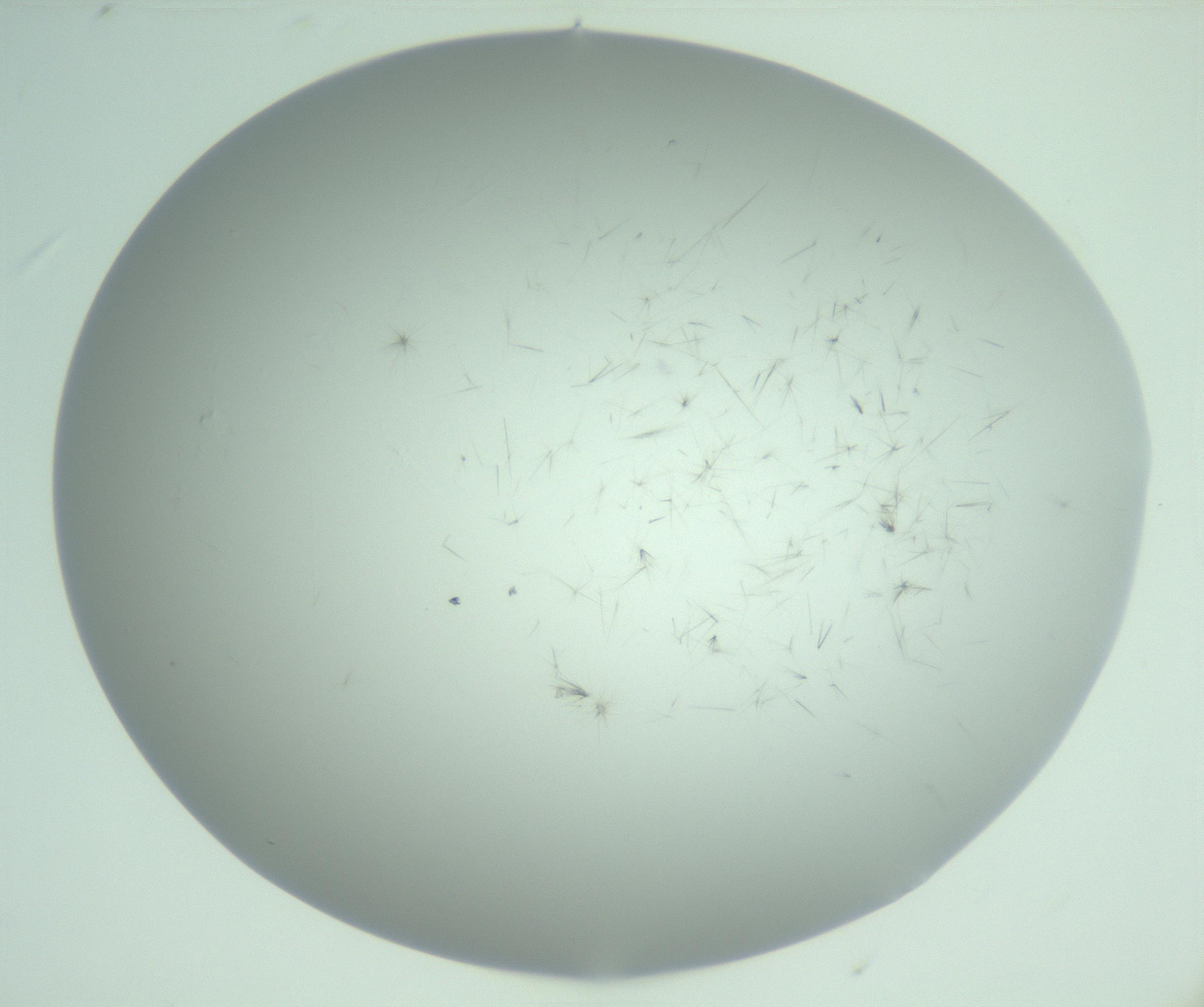 RI01_03_000_0212_Proj1_Clon1_MC_0000MC103220_003_170127_06_02_02_00_99_002_001_RAI.jpg