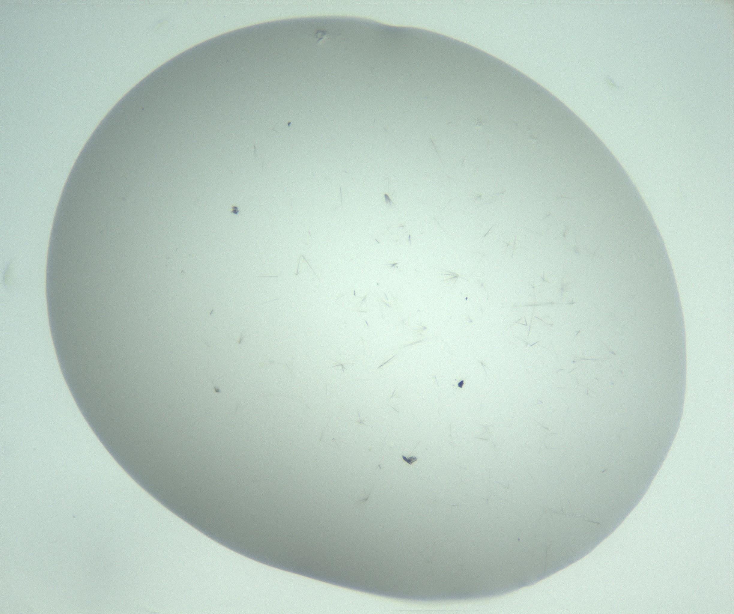 RI01_03_000_0212_Proj1_Clon1_MC_0000MC103220_003_170127_06_06_02_00_99_002_001_RAI.jpg