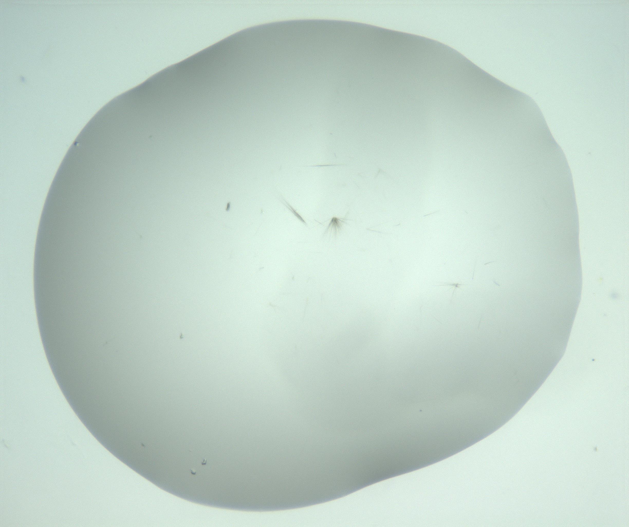 RI01_03_000_0212_Proj1_Clon1_MC_0000MC103220_003_170127_06_07_02_00_99_002_001_RAI.jpg