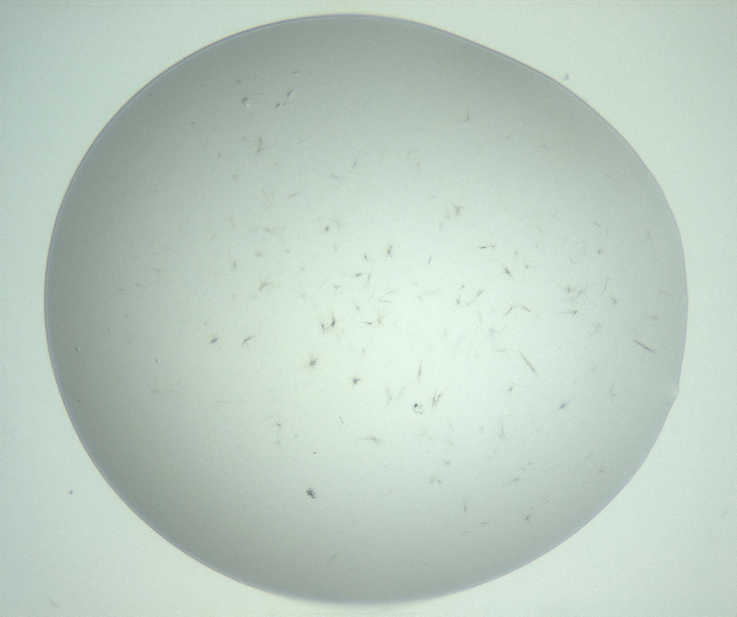 RI01_03_000_0212_Proj1_Clon1_MC_0000MC103220_003_170127_10_02_02_00_99_002_001_RAI.jpg