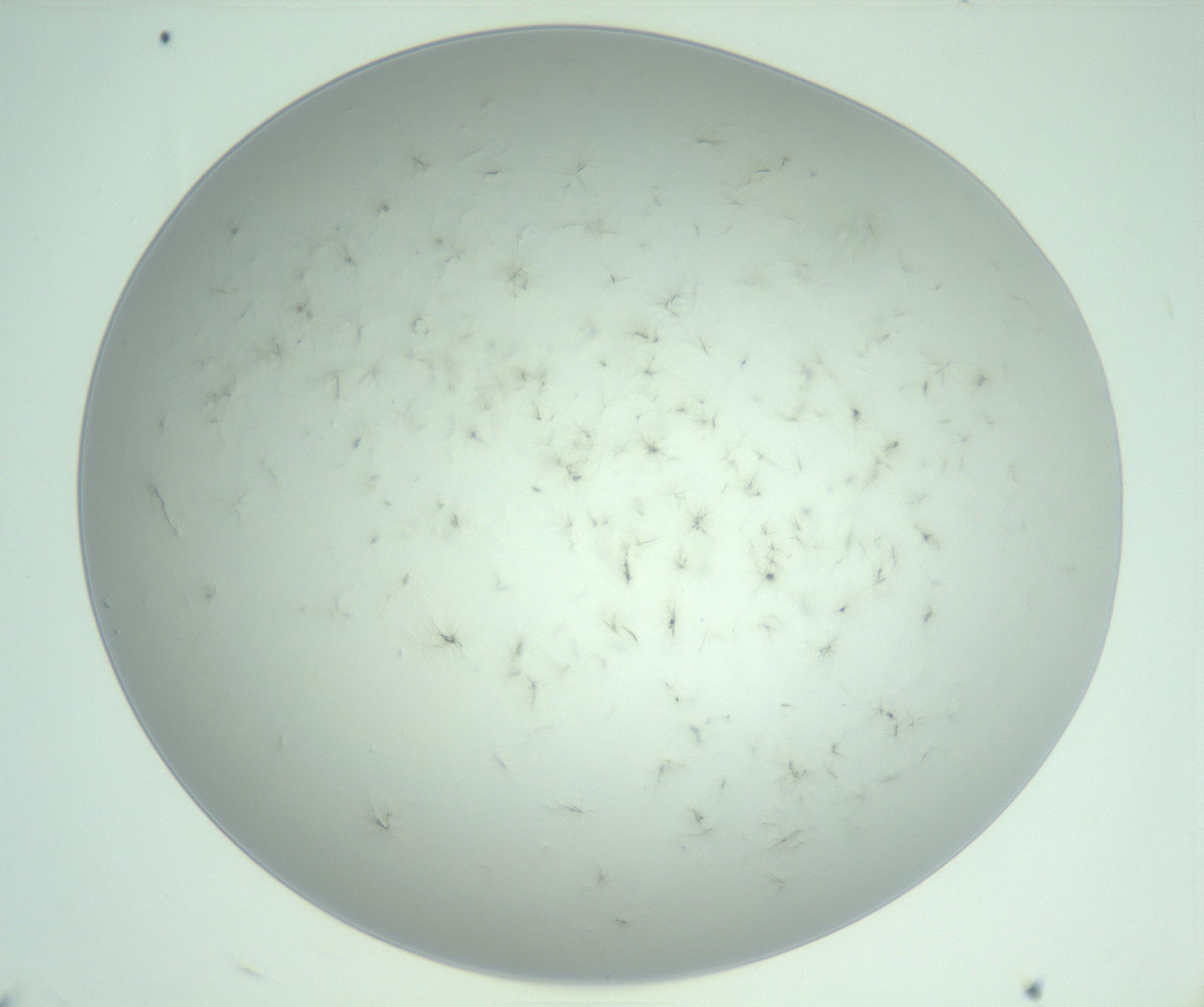 RI01_03_000_0212_Proj1_Clon1_MC_0000MC103220_003_170127_11_02_02_00_99_002_001_RAI.jpg