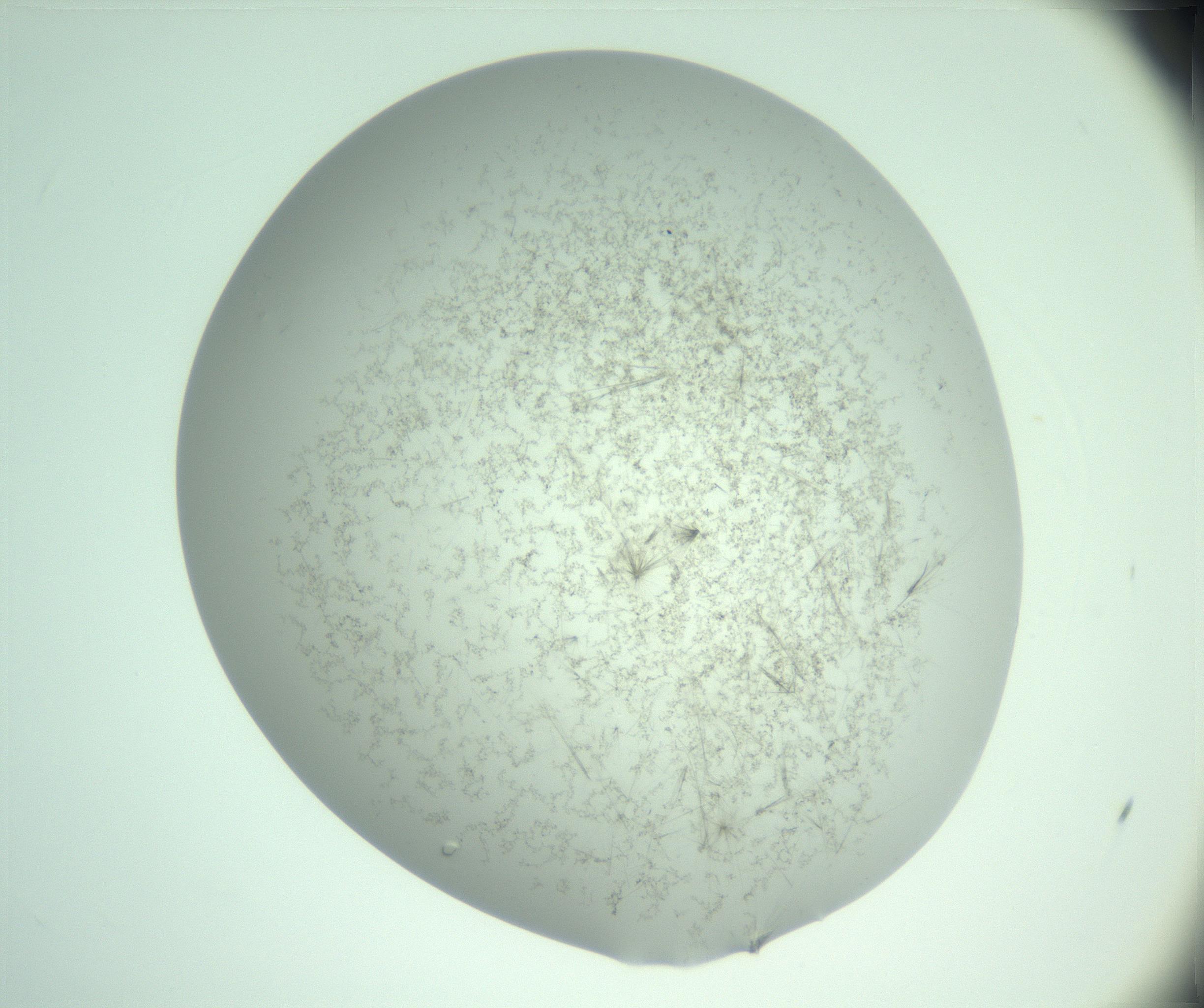 RI01_03_000_0212_Proj1_Clon1_MC_0000MC103220_006_170203_01_01_02_00_99_002_001_RAI.jpg