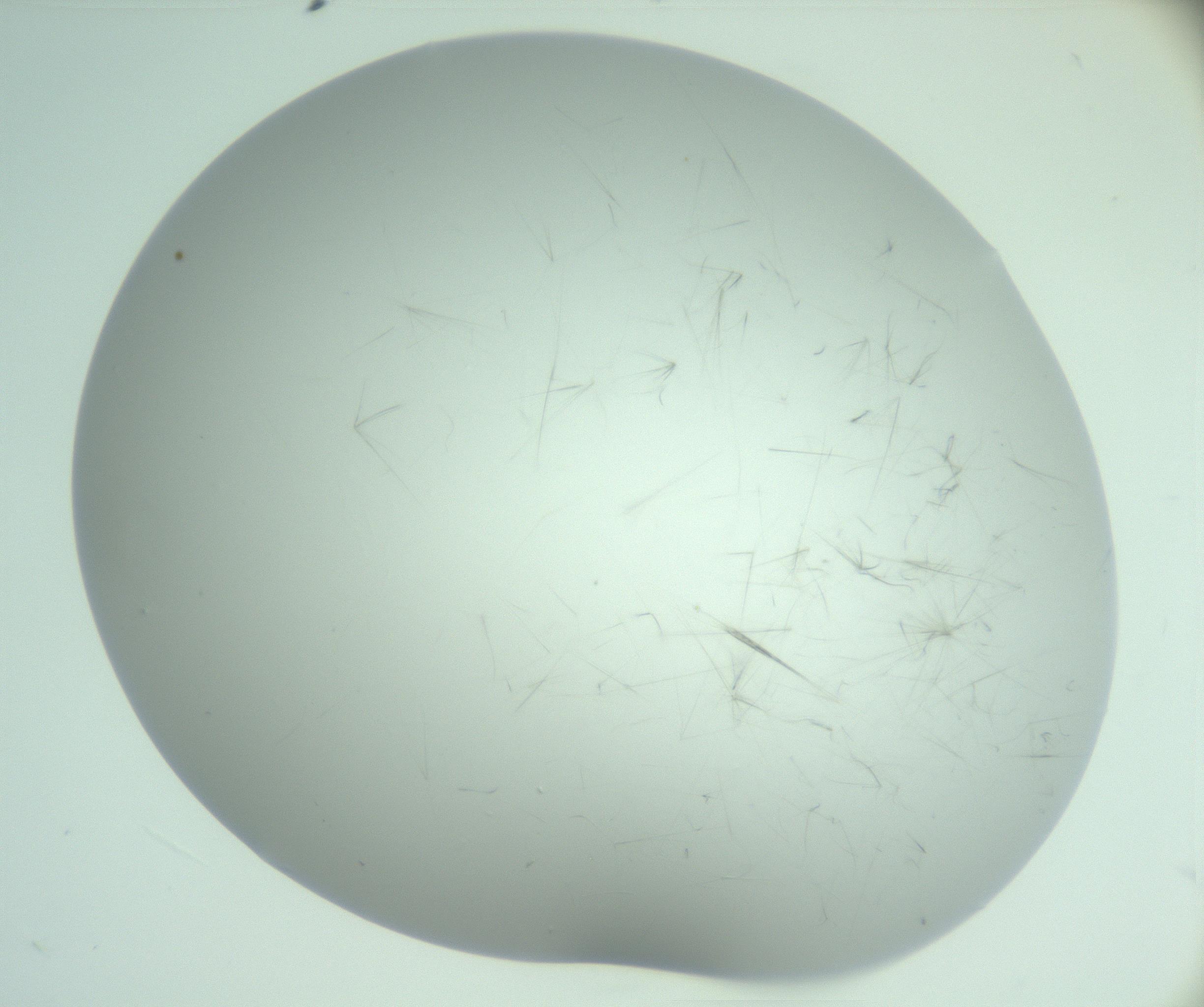 RI01_03_000_0212_Proj1_Clon1_MC_0000MC103220_006_170203_06_04_02_00_99_002_001_RAI.jpg