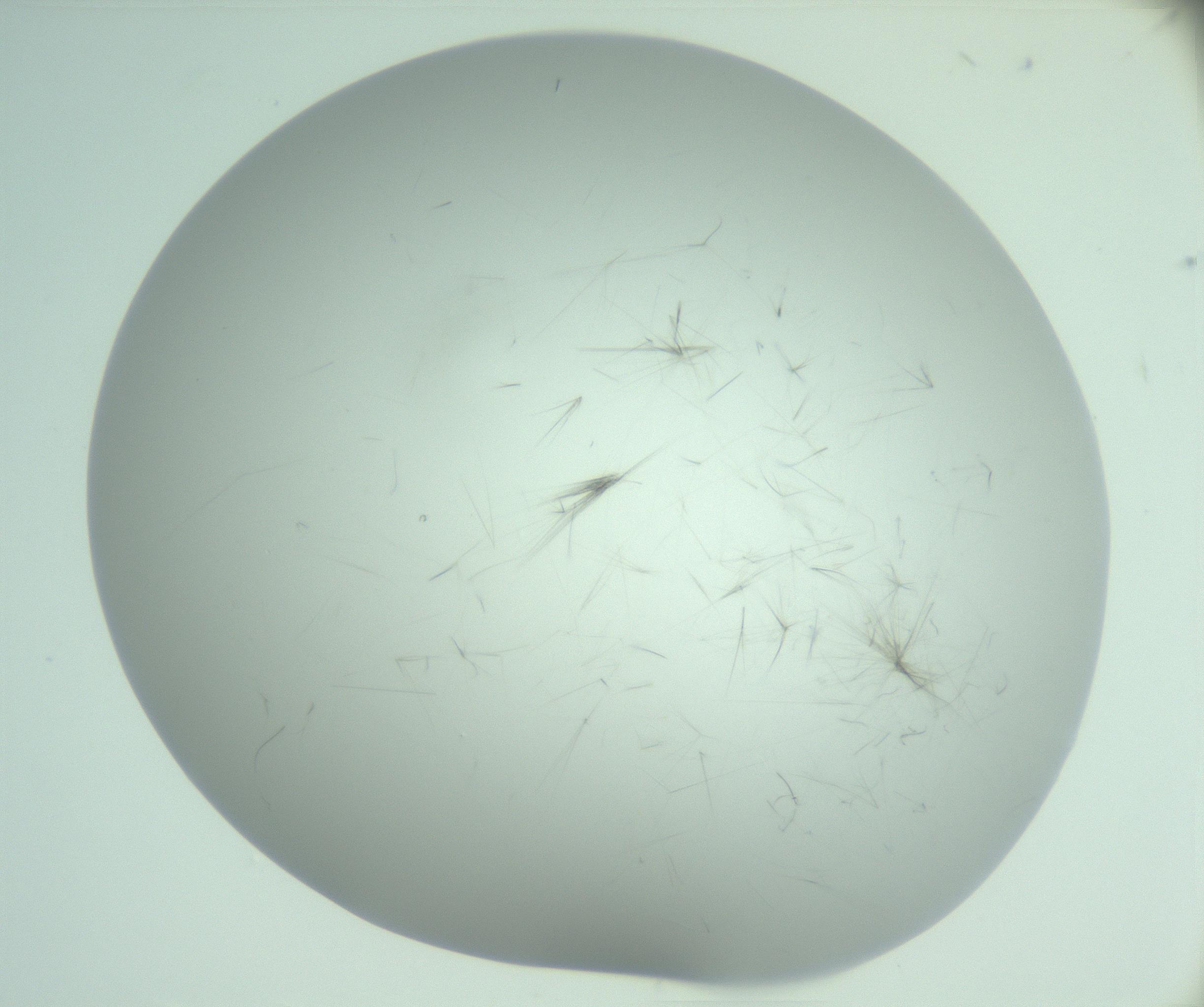 RI01_03_000_0212_Proj1_Clon1_MC_0000MC103220_006_170203_07_04_02_00_99_002_001_RAI.jpg