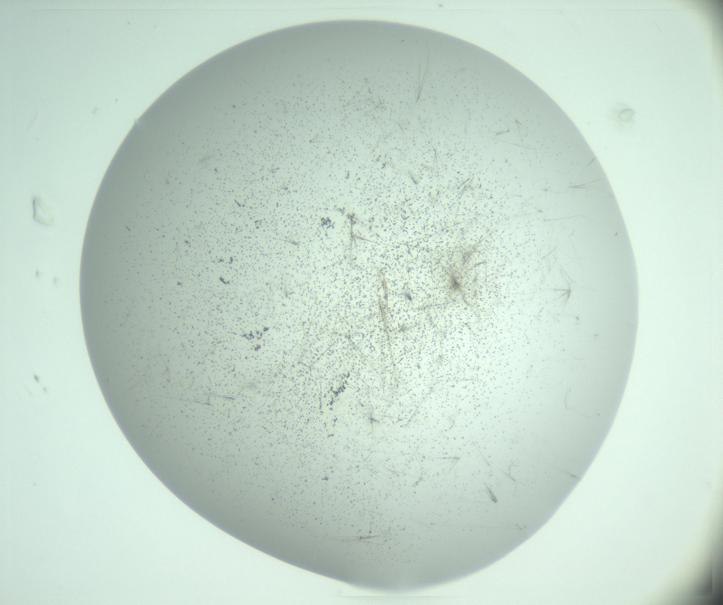 RI01_03_000_0212_Proj1_Clon1_MC_0000MC103220_006_170203_08_01_02_00_99_002_001_RAI.jpg