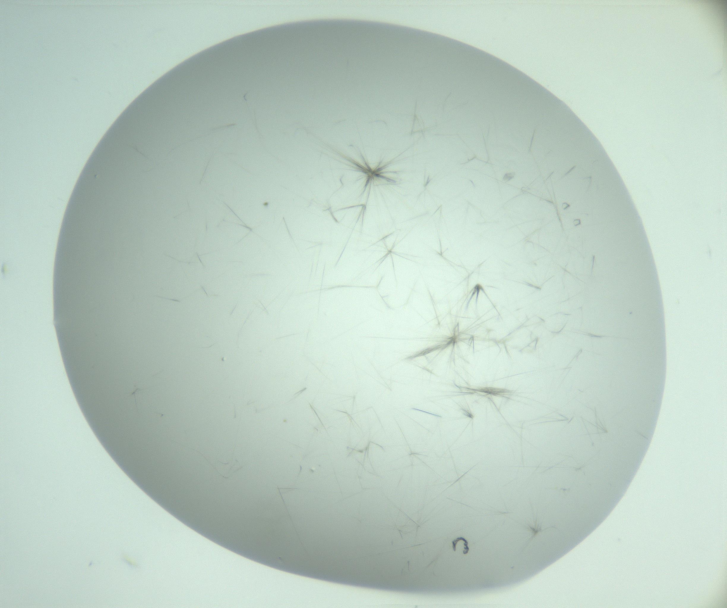RI01_03_000_0212_Proj1_Clon1_MC_0000MC103220_006_170203_08_04_02_00_99_002_001_RAI.jpg