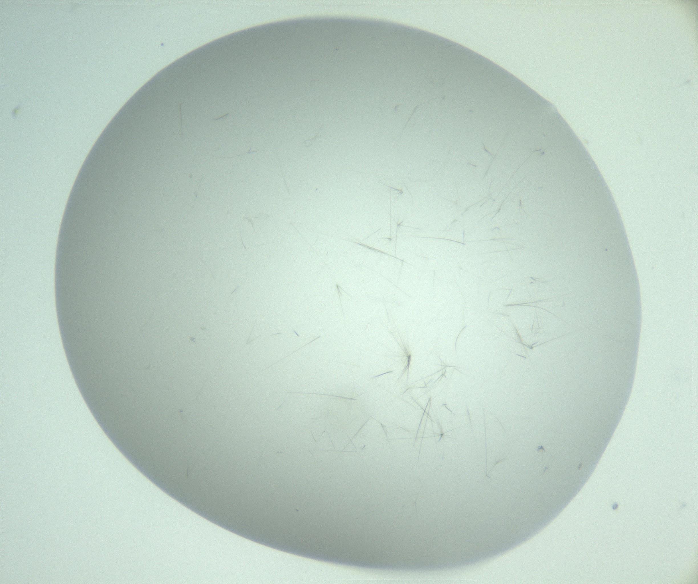 RI01_03_000_0212_Proj1_Clon1_MC_0000MC103220_006_170203_09_04_02_00_99_002_001_RAI.jpg