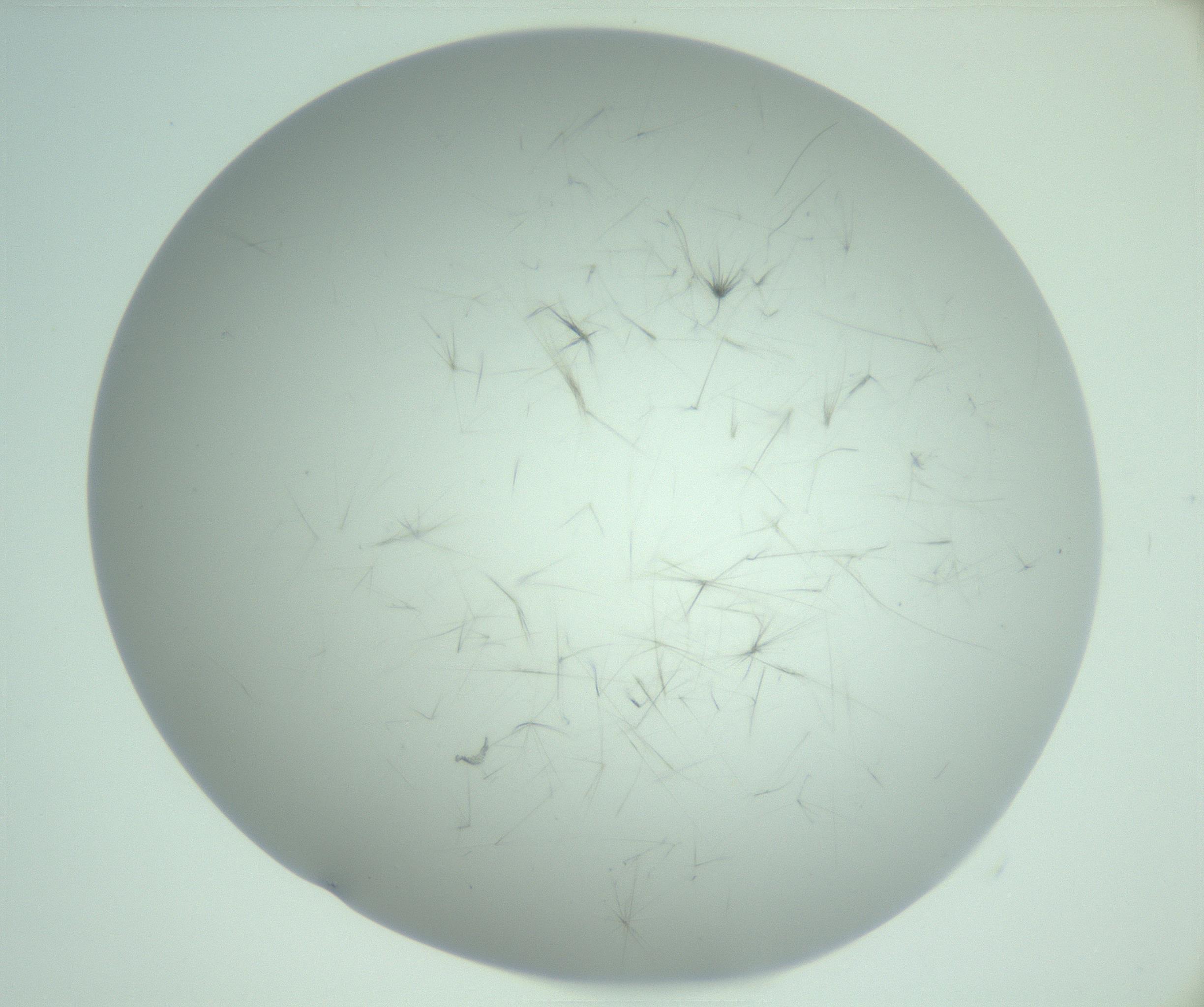 RI01_03_000_0212_Proj1_Clon1_MC_0000MC103220_006_170203_10_04_02_00_99_002_001_RAI.jpg
