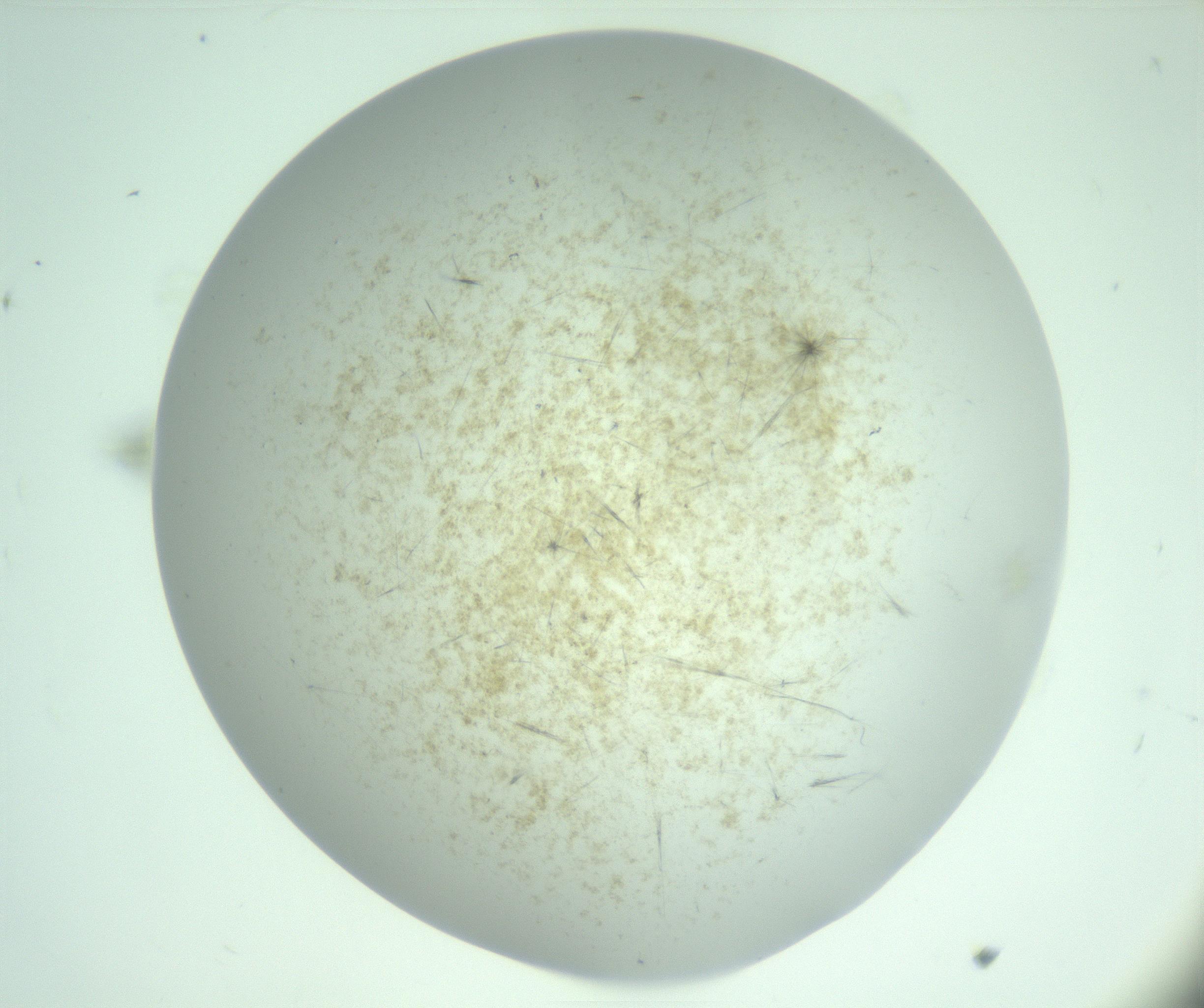 RI01_03_000_0212_Proj1_Clon1_MC_0000MC103220_006_170203_11_01_02_00_99_002_001_RAI.jpg