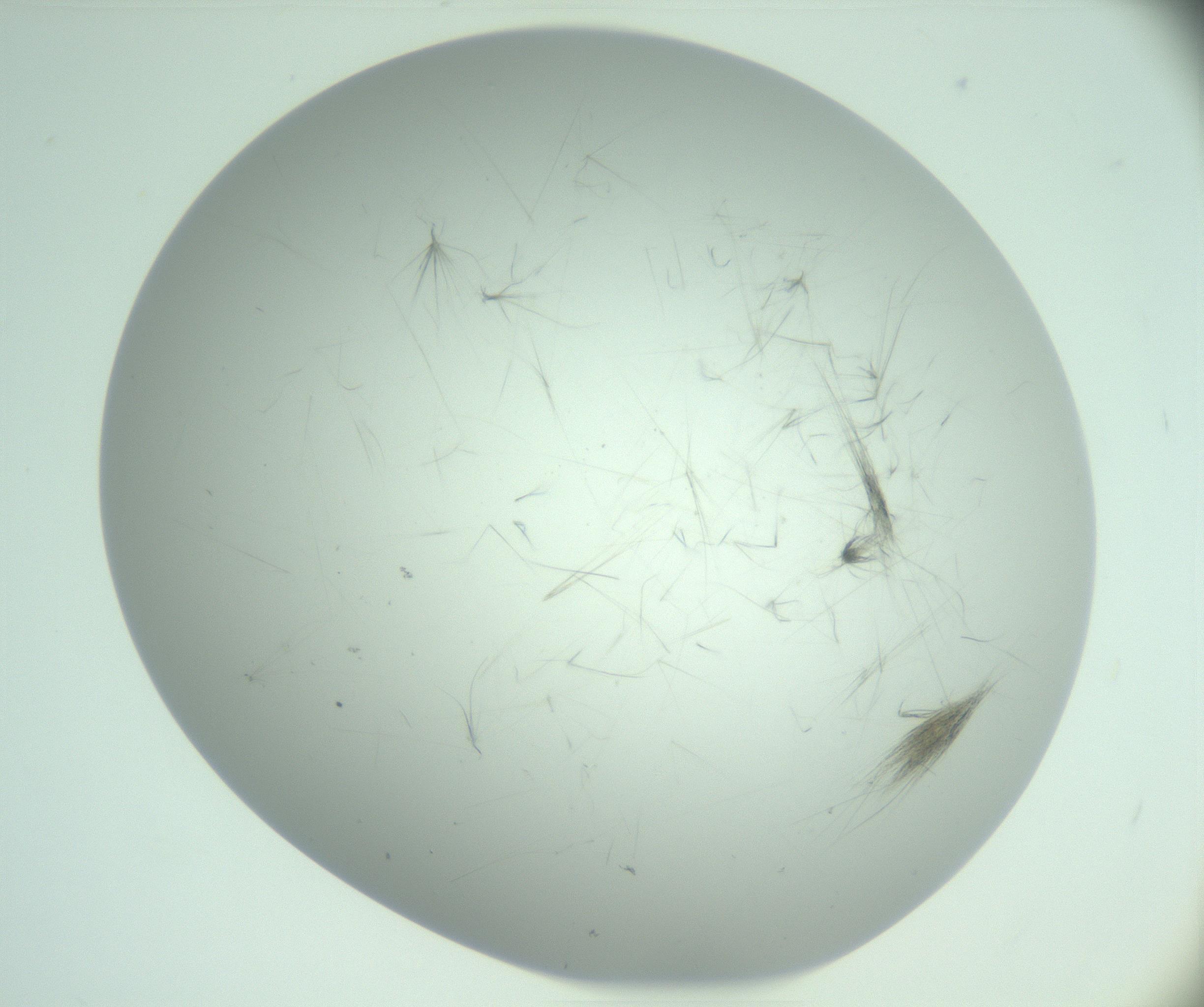 RI01_03_000_0212_Proj1_Clon1_MC_0000MC103220_006_170203_12_04_02_00_99_002_001_RAI.jpg