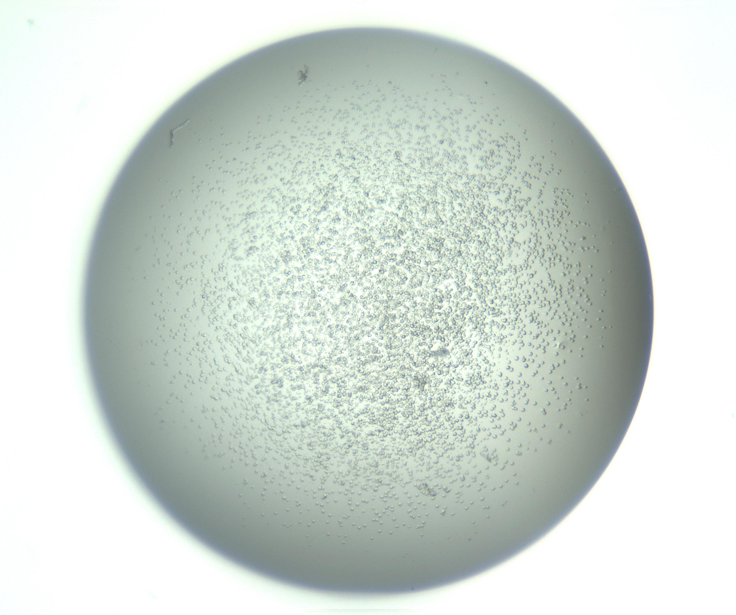 RI01_03_000_0212_Proj1_Clon1_MC_0000MC103221_002_170125_12_08_01_00_99_002_001_RAI.jpg