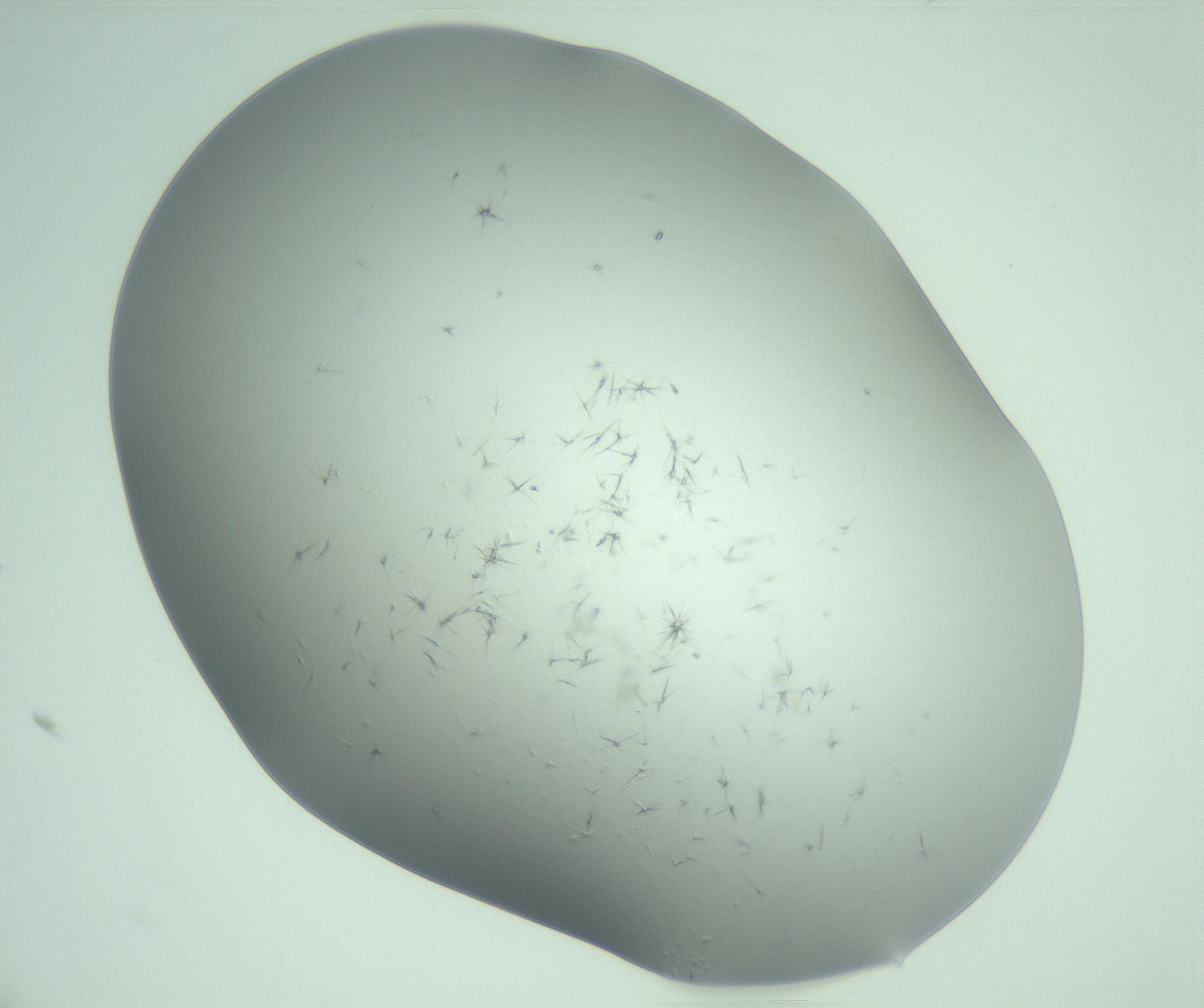 RI01_03_000_0212_Proj1_Clon1_MC_0000MC103221_003_170127_09_01_02_00_99_002_001_RAI.jpg