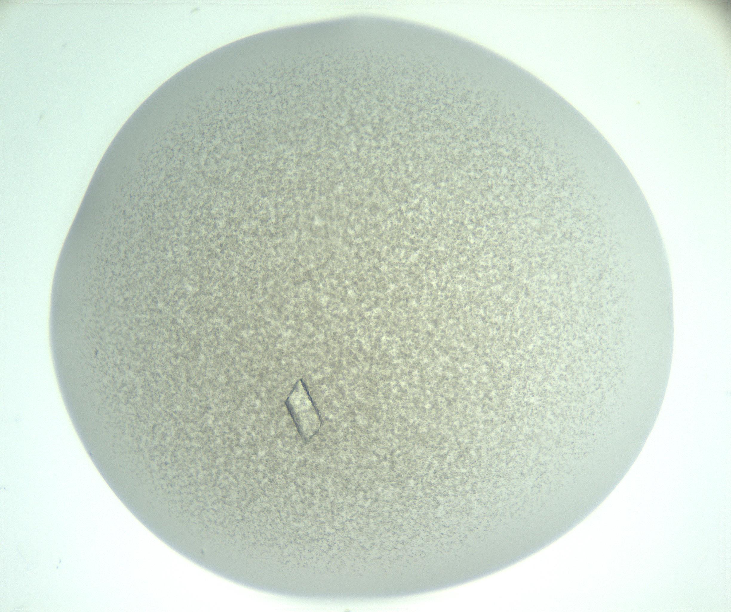 RI01_03_000_0212_Proj1_Clon1_MC_0000MC103221_003_170127_12_06_02_00_99_002_001_RAI.jpg
