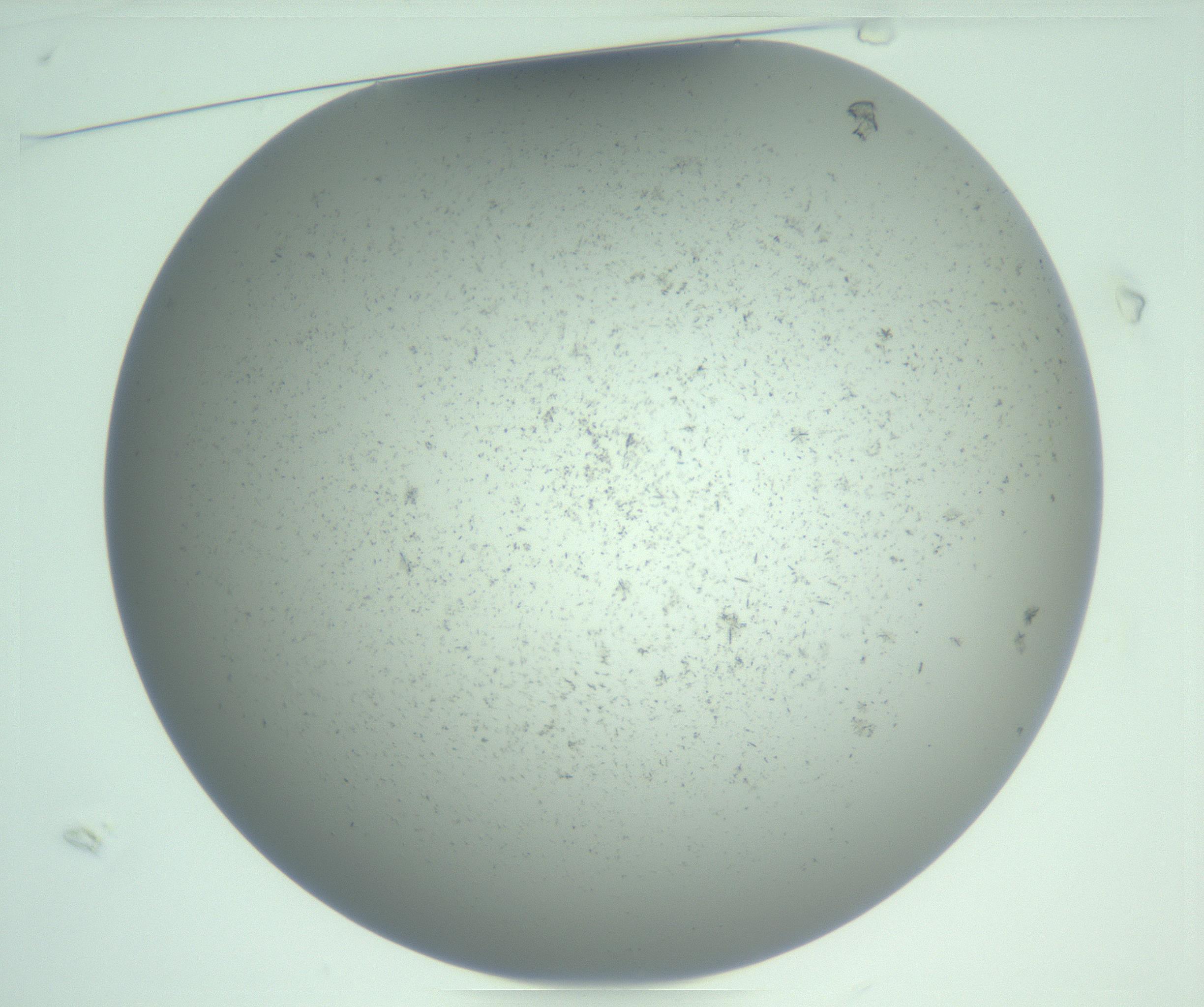 RI01_03_000_0212_Proj1_Clon1_MC_0000MC103222_007_170208_01_01_01_00_99_002_001_RAI.jpg