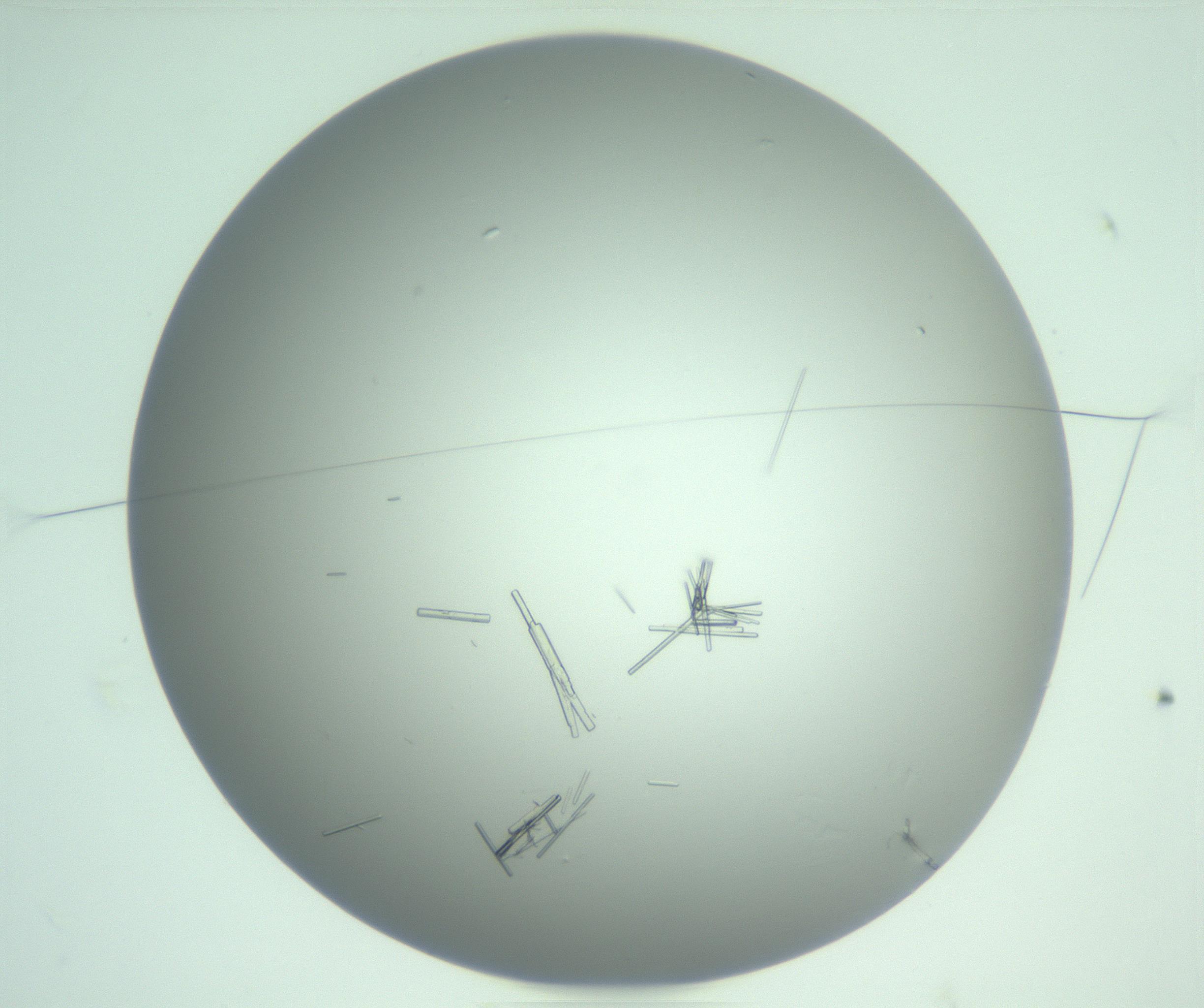 RI01_03_000_0212_Proj1_Clon1_MC_0000MC103222_007_170208_03_01_01_00_99_002_001_RAI.jpg