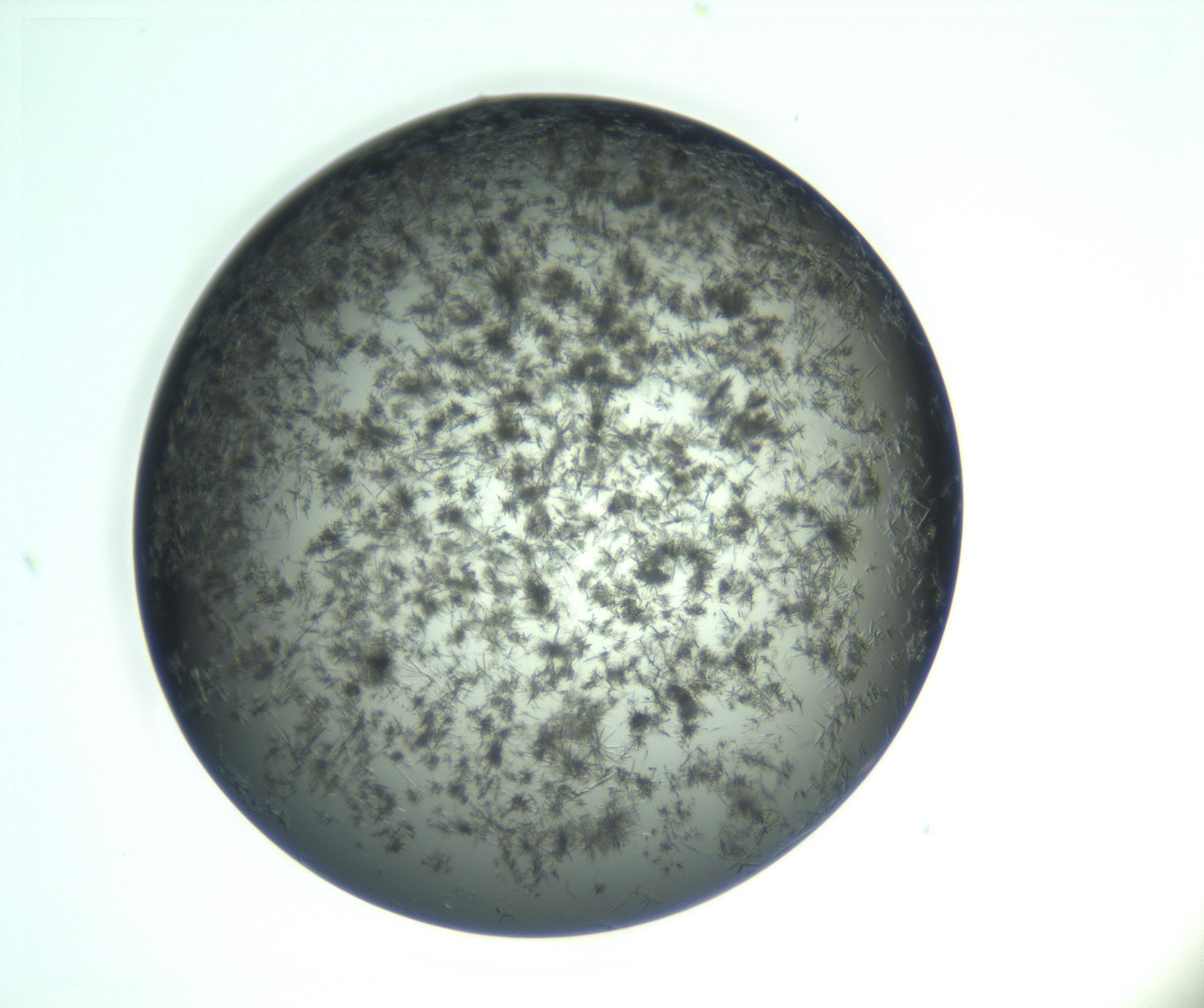 RI01_03_000_0212_Proj1_Clon1_MC_0000MC103223_007_170208_03_02_01_00_99_002_001_RAI.jpg